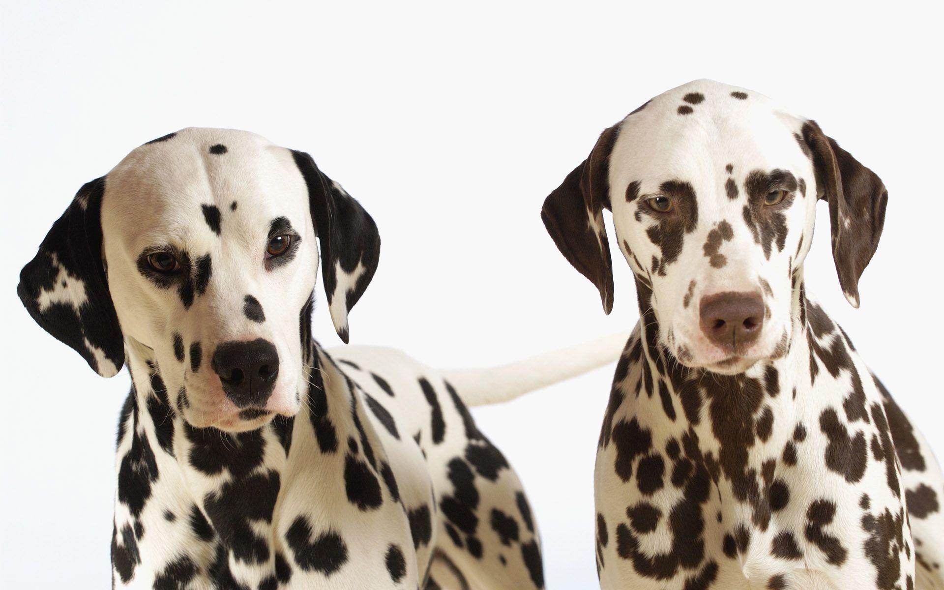 HD Dalmatians Wallpaper, dalmatian, puppy, cute, pet, loyal, two