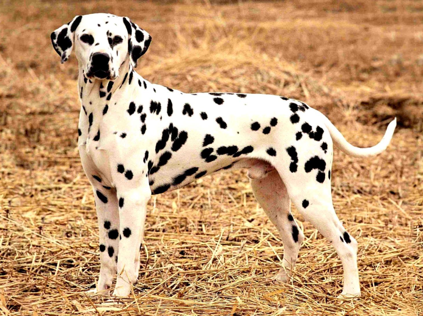 Dalmatian Dog New HD Image Top Wide Wallpaper Of Dogs. Views