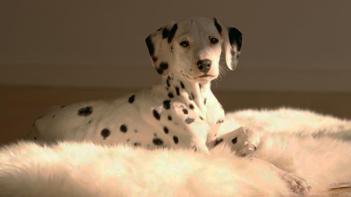Dalmatian Dog HD Wallpaper Desktop Background