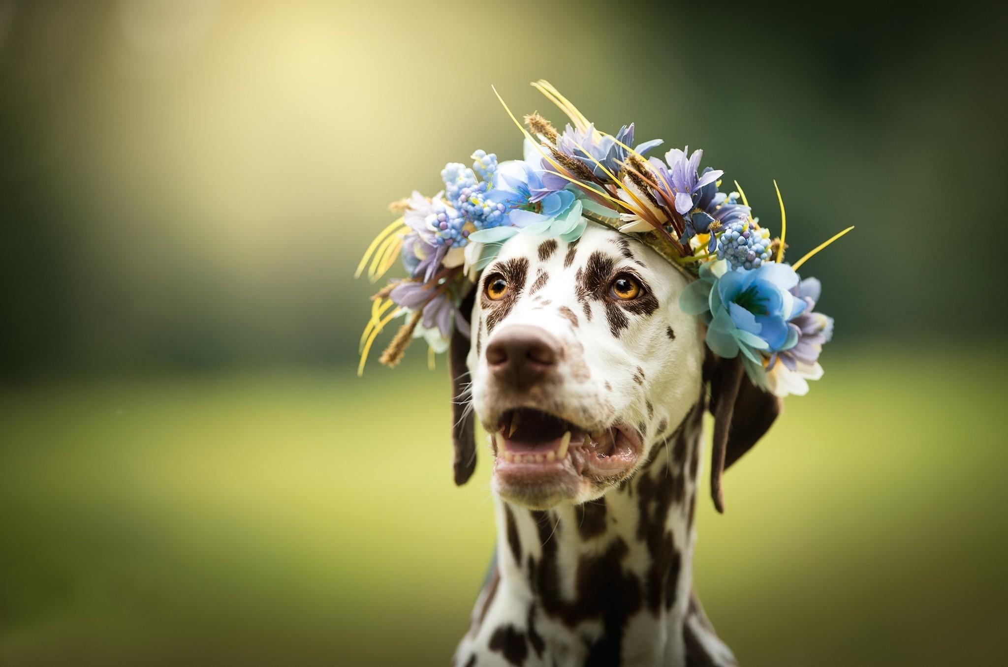 Download 2048x1356 Dalmatian Dog, Muzzle, Teeth, Flowers, Blurred