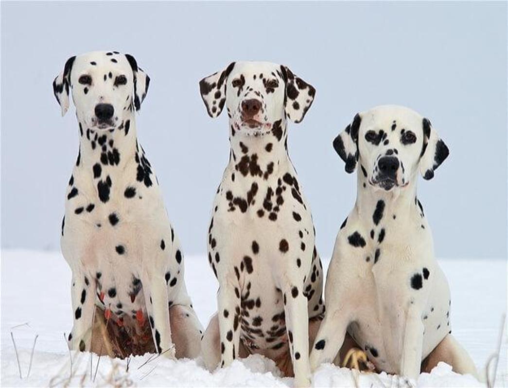 Dalmatian wallpaper for Android