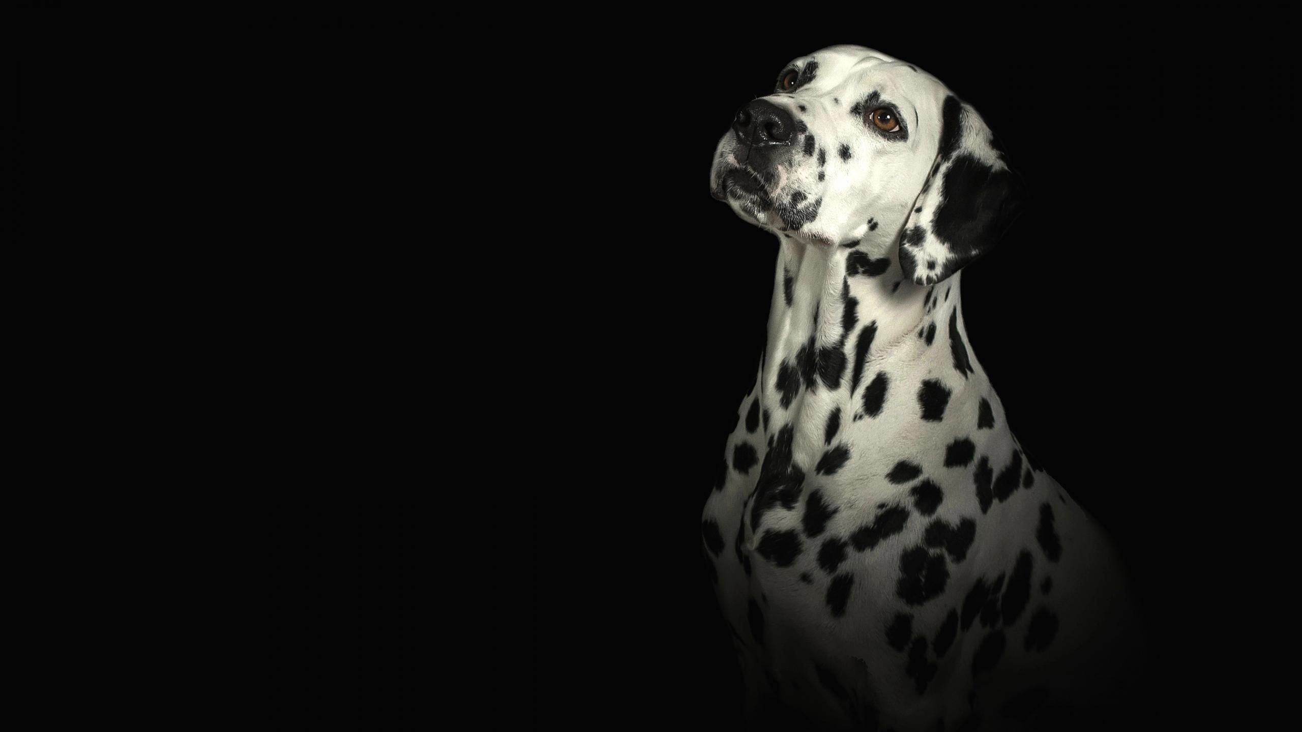 Dalmatian Wallpapers - Wallpaper Cave