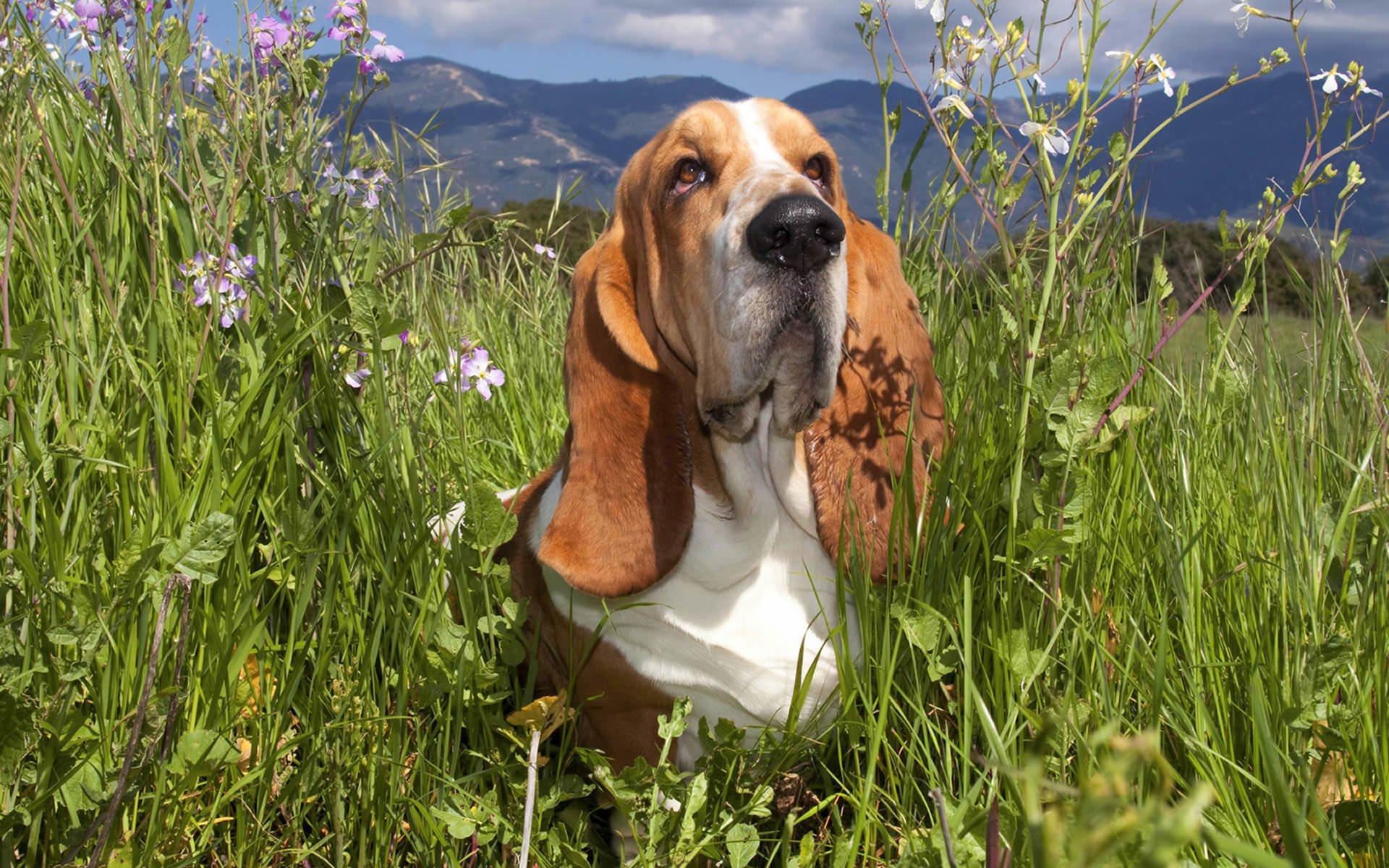 Basset Hound HD Wallpaper and Background Image