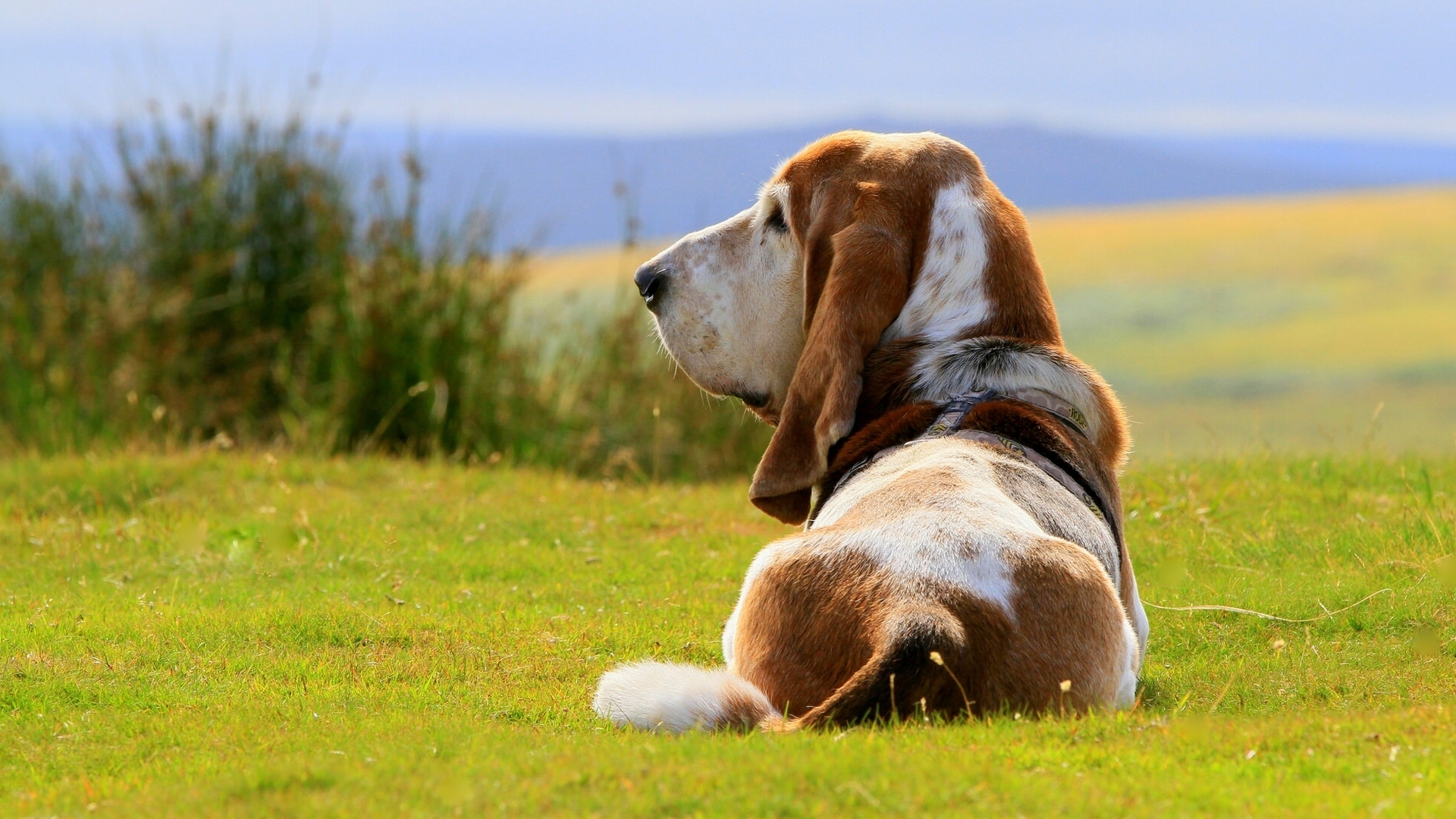 Photos Basset Hound Dogs Grass Animals 1920x1080