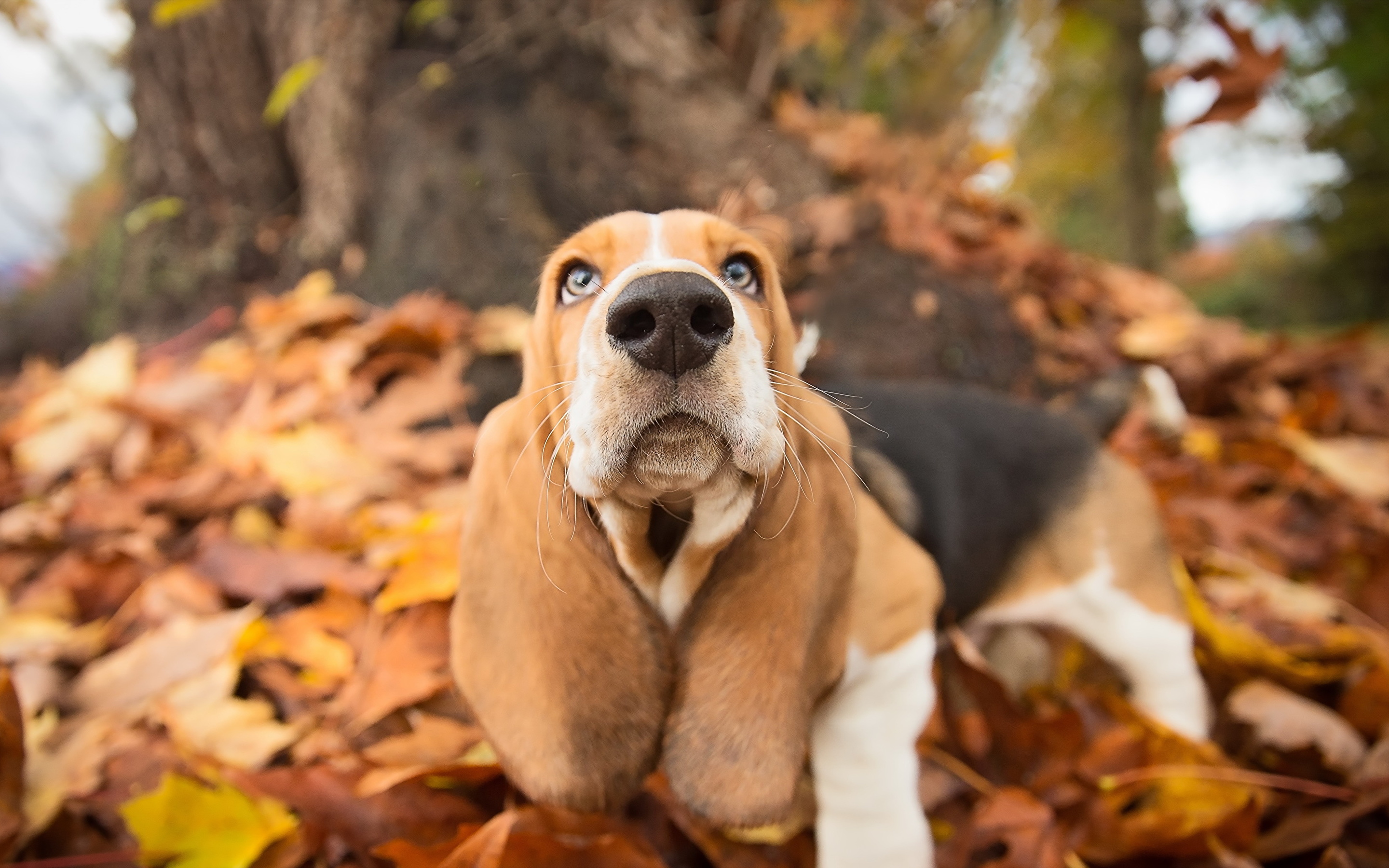 Wallpaper Basset Hound Dogs Nose Autumn Animals 2880x1800