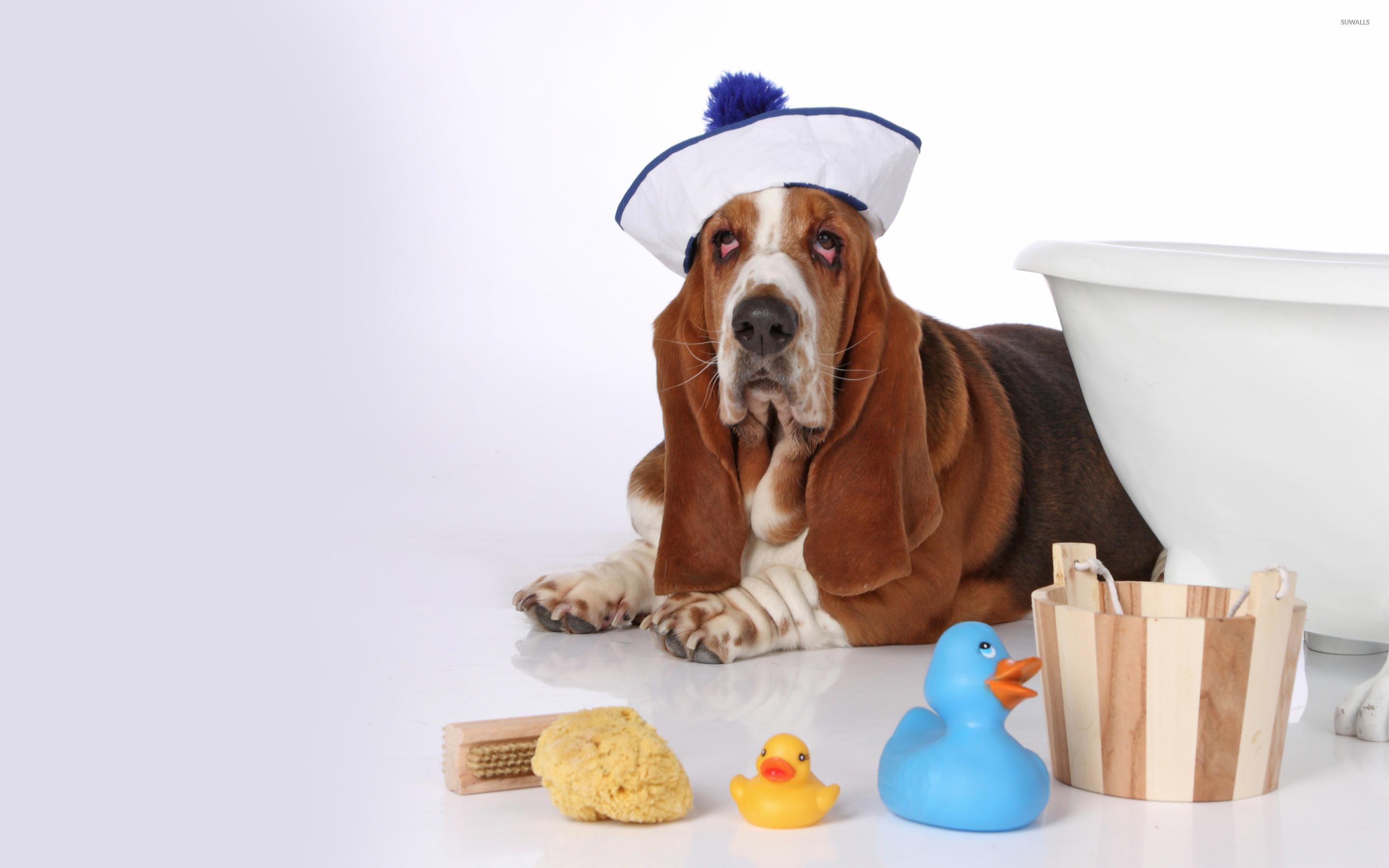 Basset Hound wallpaper wallpaper