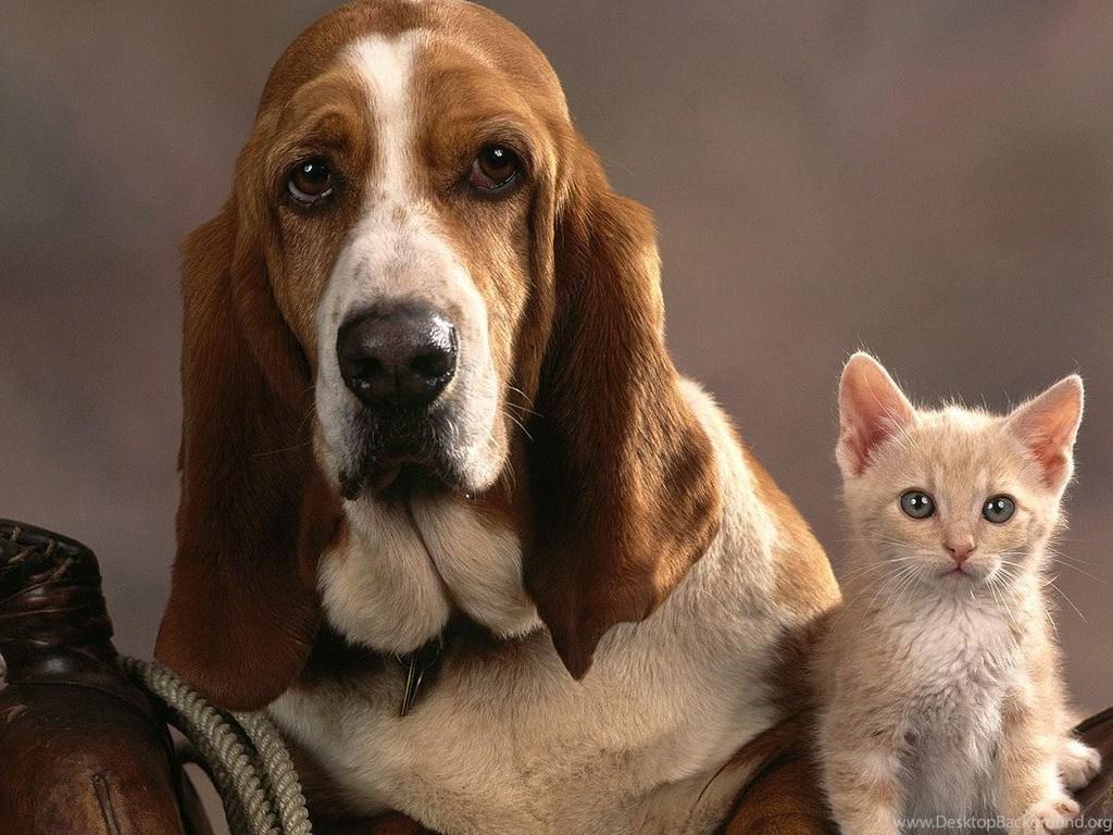 Basset Hound Wallpaper 29 X 768