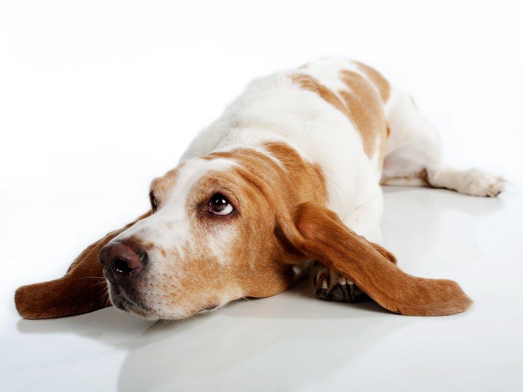 Basset Hound Wallpaper 7 X 768