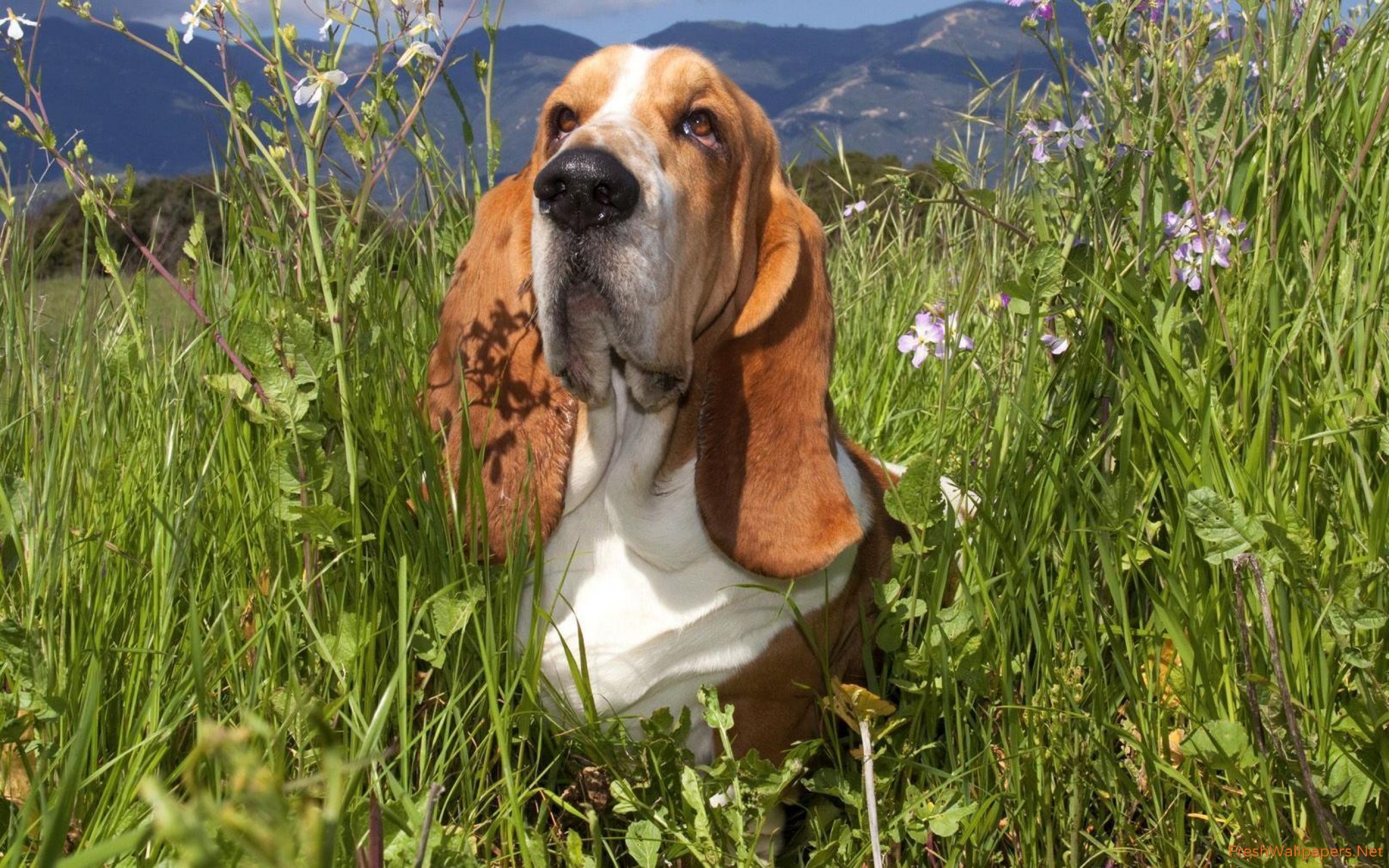 Basset Hound gazing at the sun wallpaper
