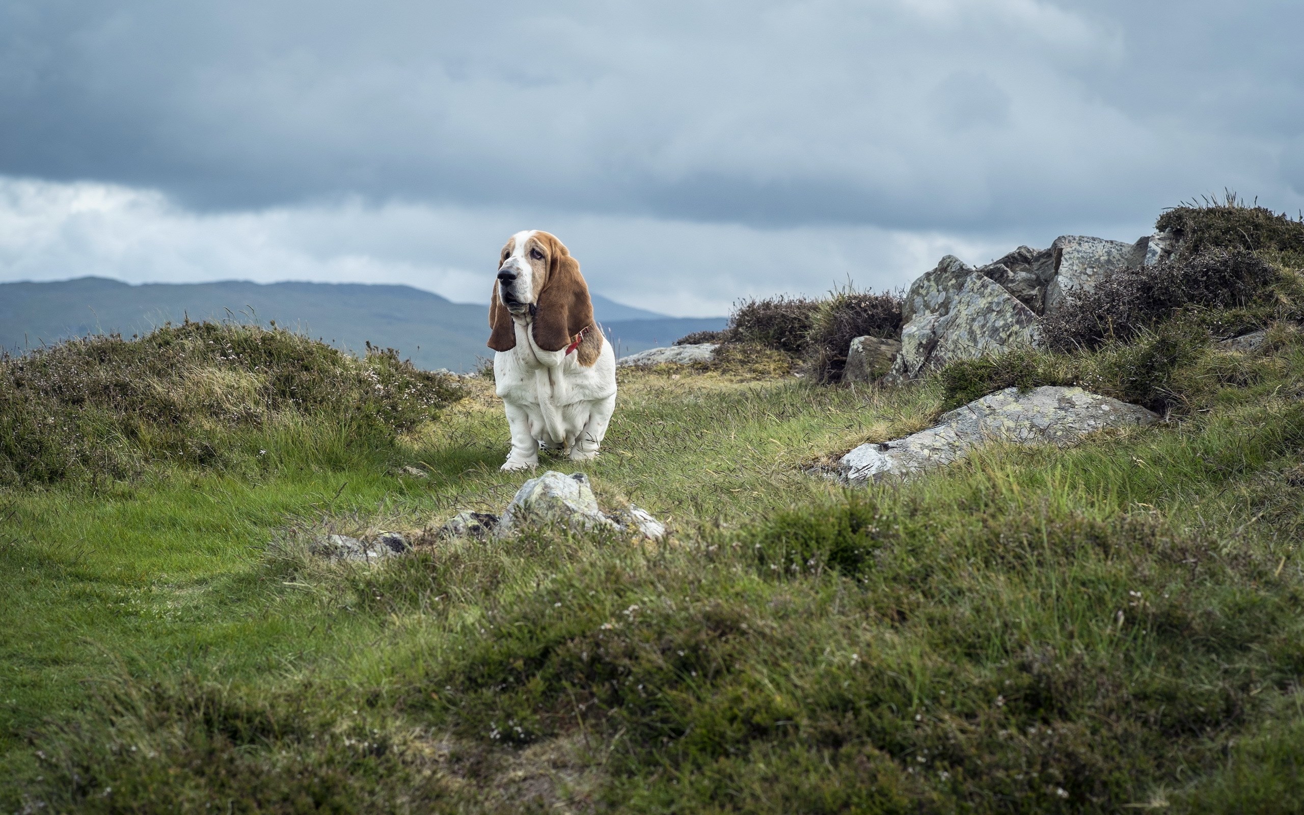 free wallpaper and screensavers for basset hound