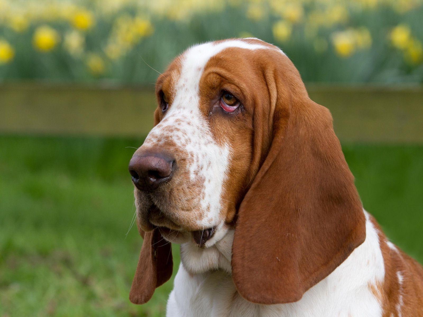 Basset Hound Wallpaper 4 X 1200