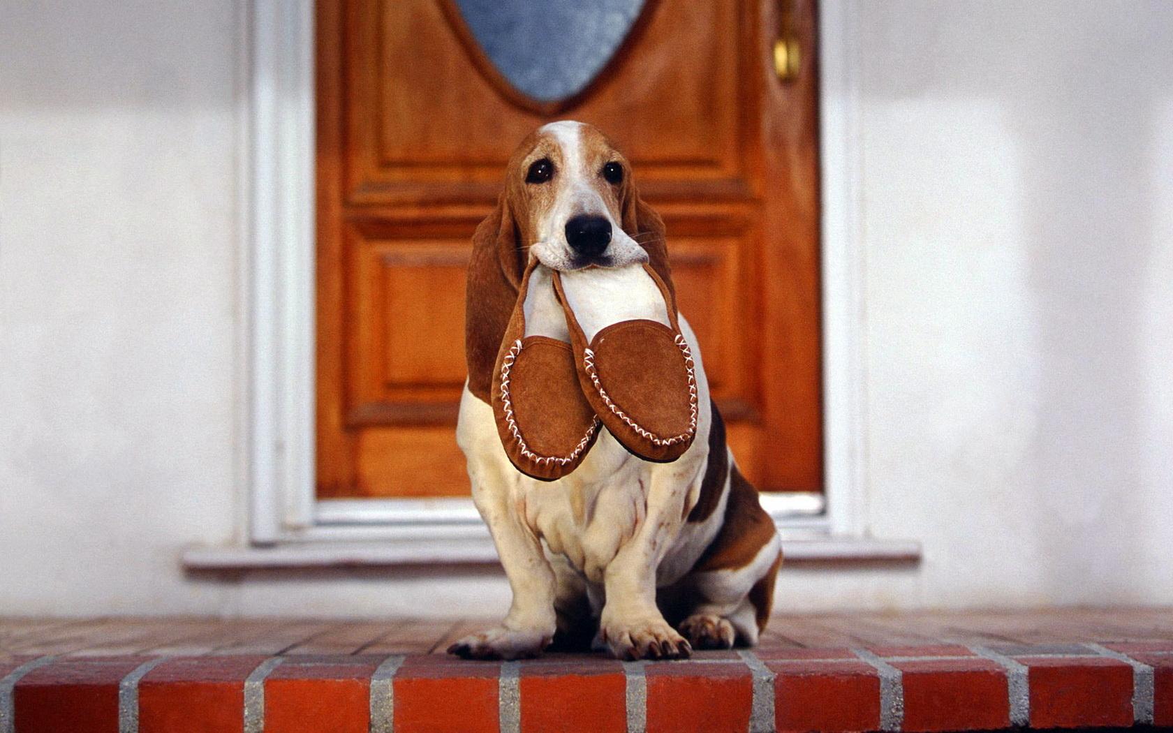 Basset Hound and slippers wallpaper and image