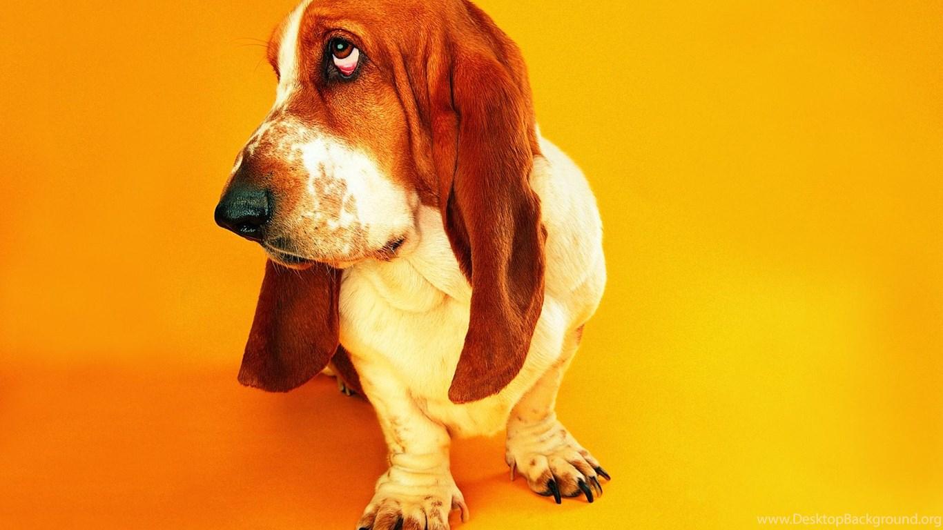 Basset Hound Wallpaper Picture 6987 1600x1208 UMad.com Desktop
