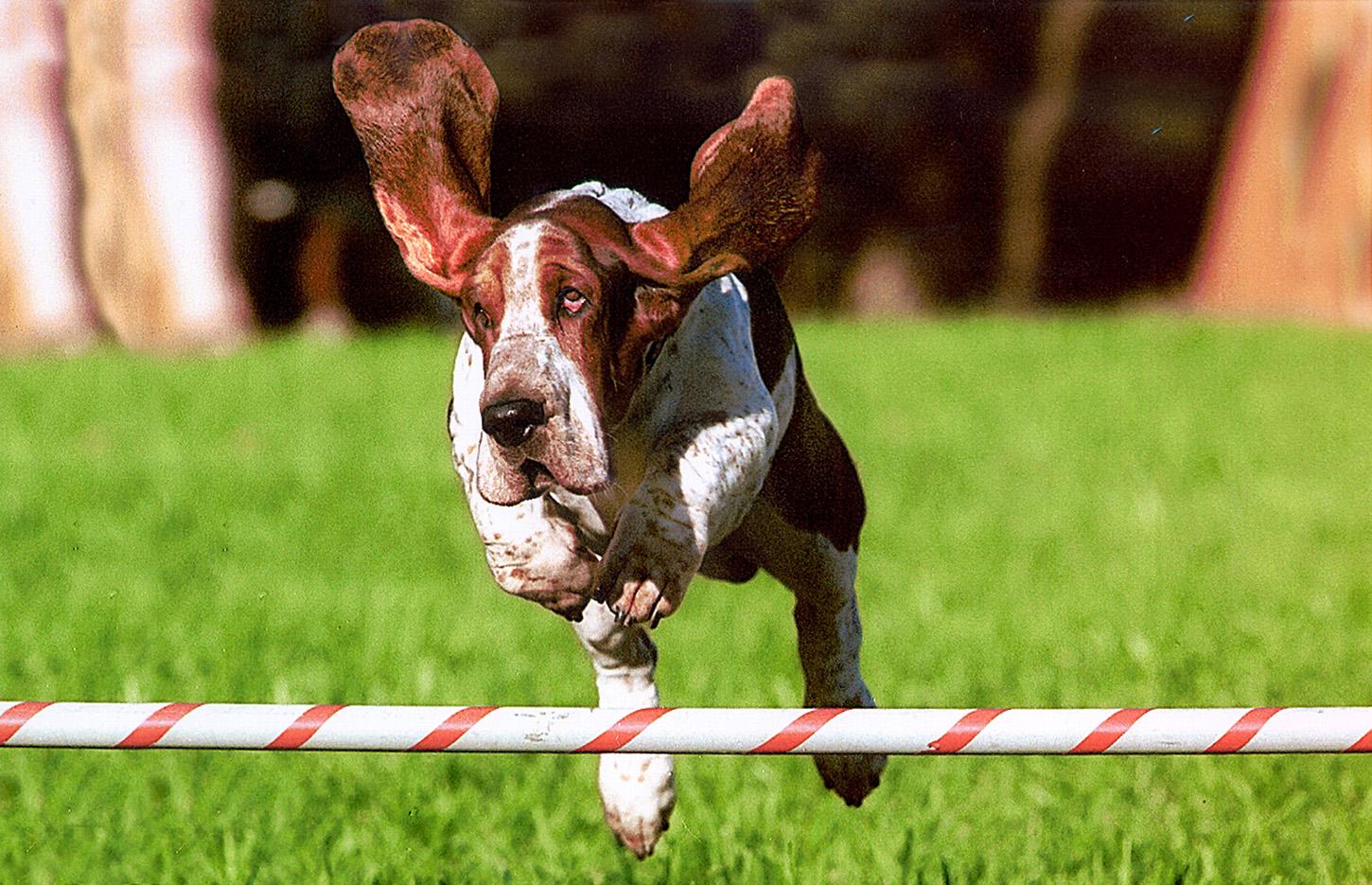 Basset Hound Jumping HD Wallpaper, Background Image