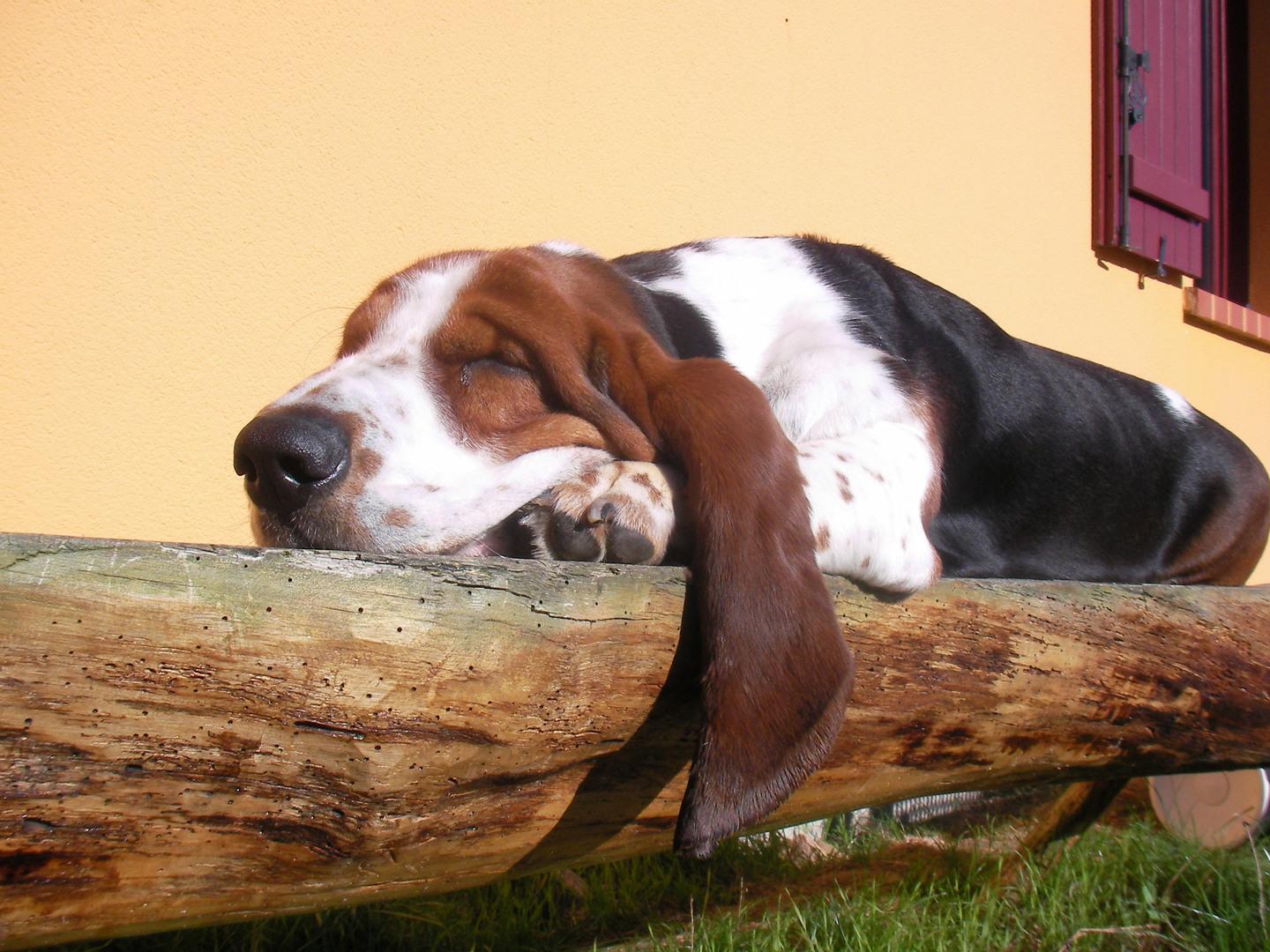 Basset Hound Wallpapers - Wallpaper Cave