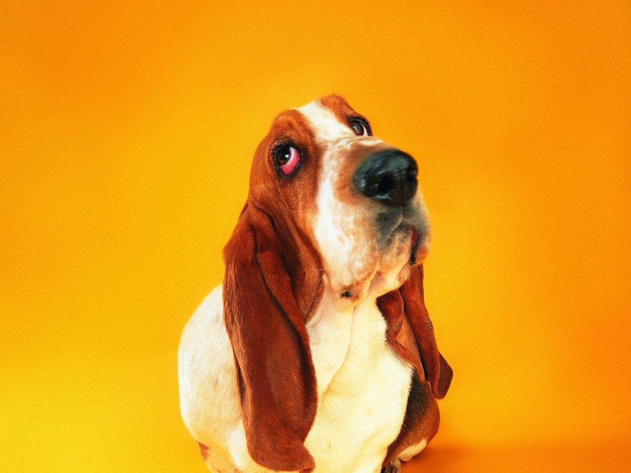 HD Basset Hound Wallpaper. Animals. Basset hound