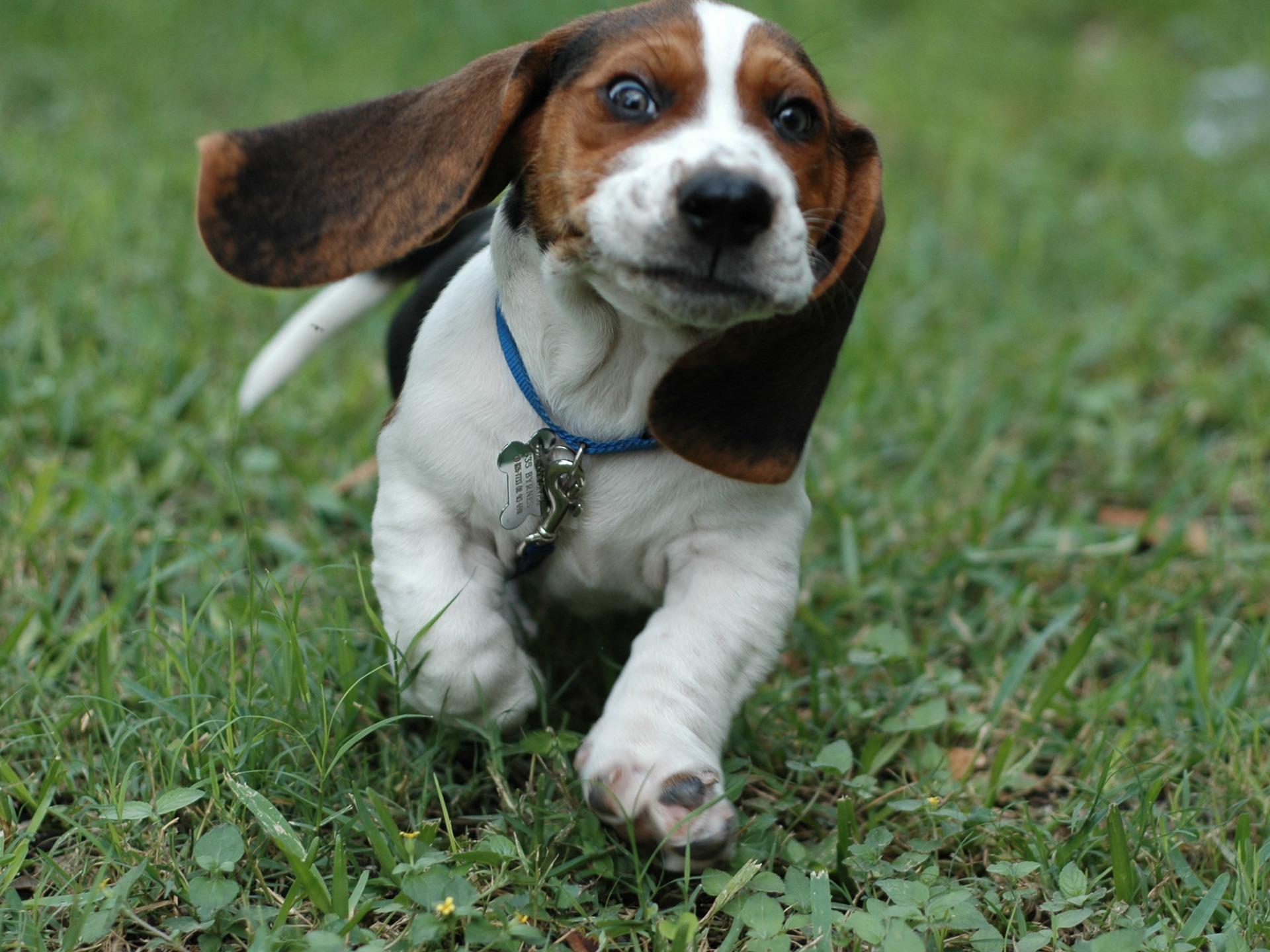 Basset Hound Wallpaper Dogs Animals Wallpaper in jpg format