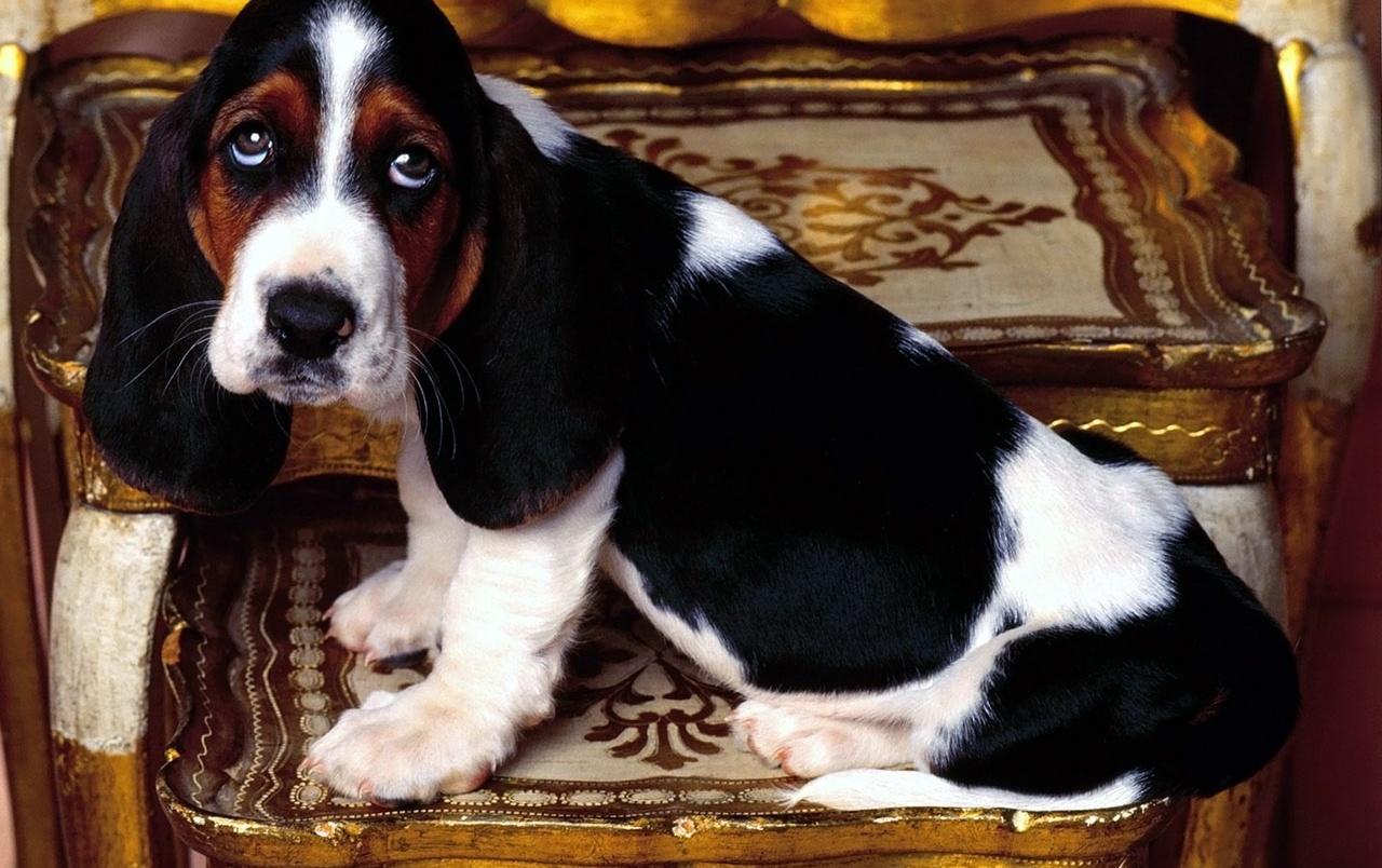 Basset hound puppy wallpaper. Basset hound puppy