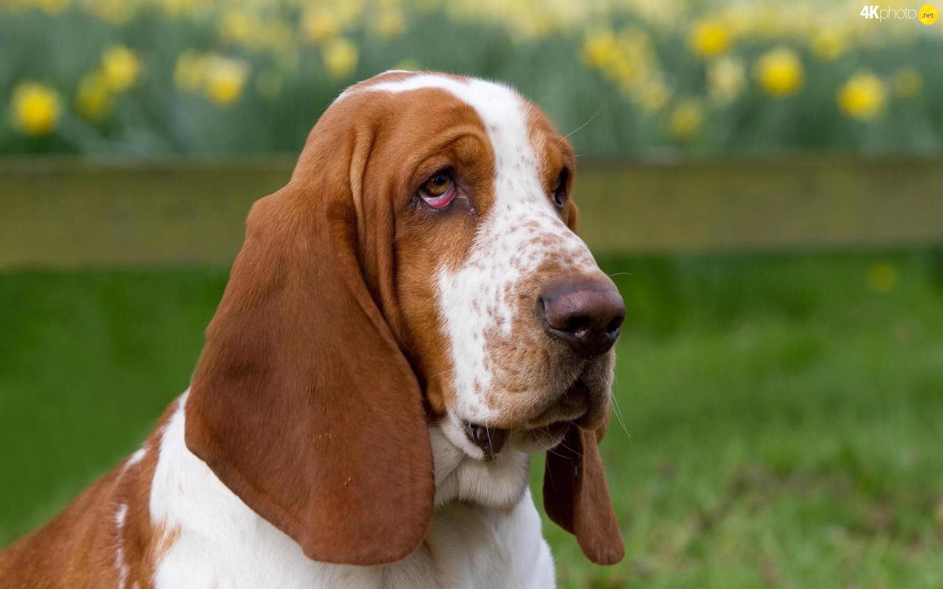 Basset Hound HD Wallpaper free