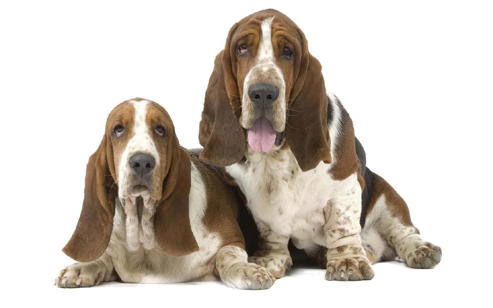 Basset Hound HD Wallpaper 1680x1050. Download wallpaper page