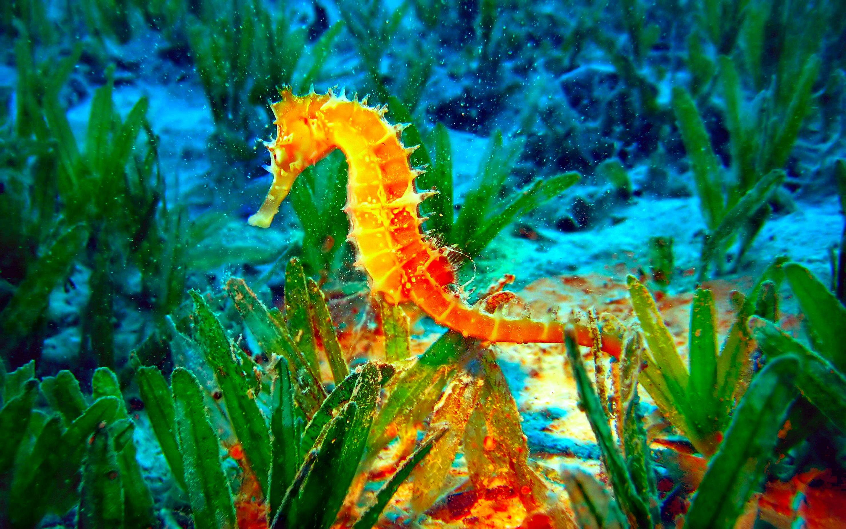 Seahorse Wallpaper 14691