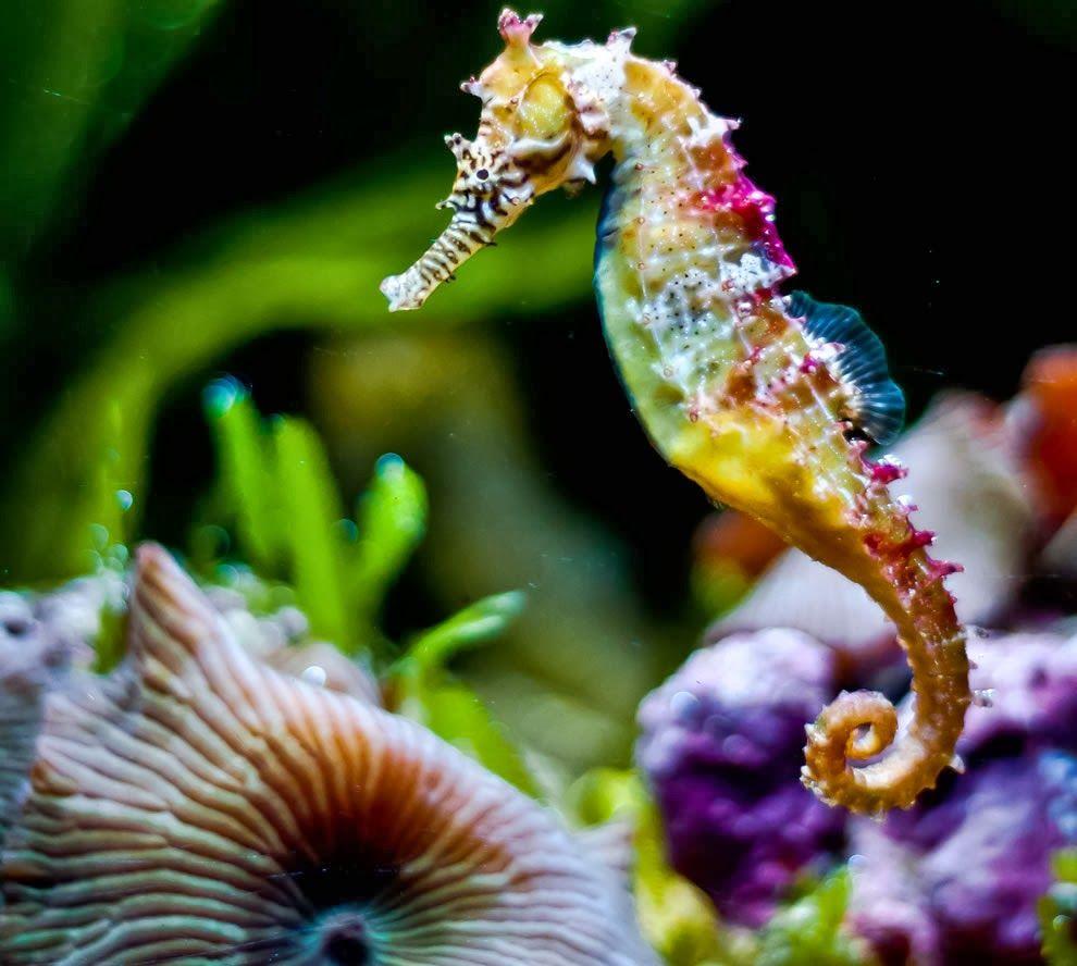 Seahorses HD Wallpaper, beautiful animals, seahorses photography