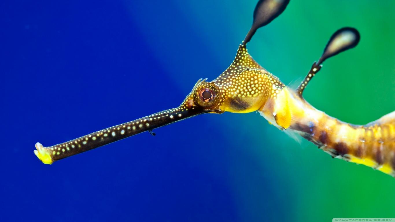 Seahorse ❤ 4K HD Desktop Wallpaper for 4K Ultra HD TV • Tablet