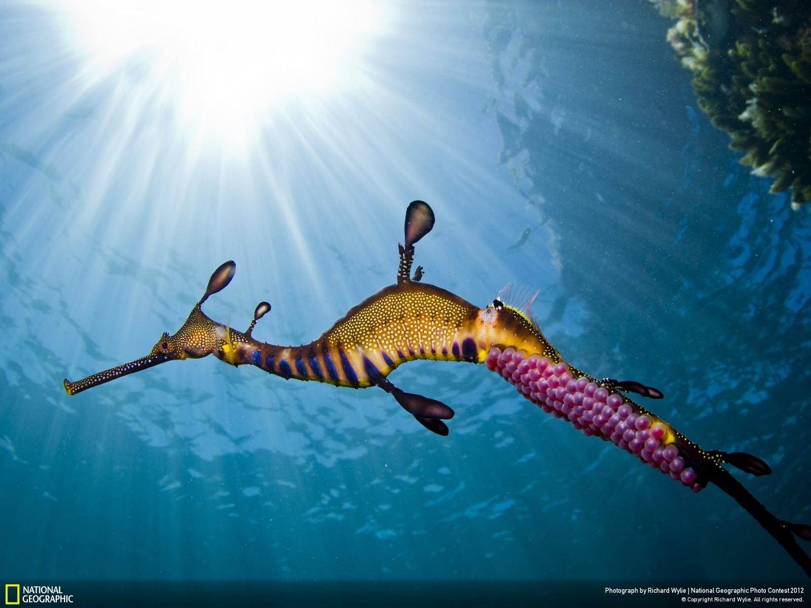 A Lone seahorse carrying eggs