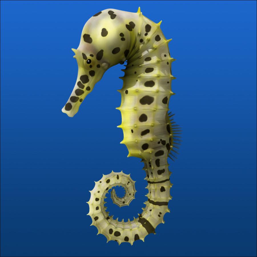 Seahorse Wallpapers - Wallpaper Cave