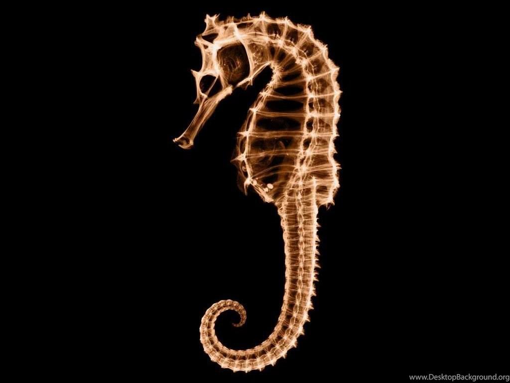 Seahorse HD Wallpaper Desktop Background