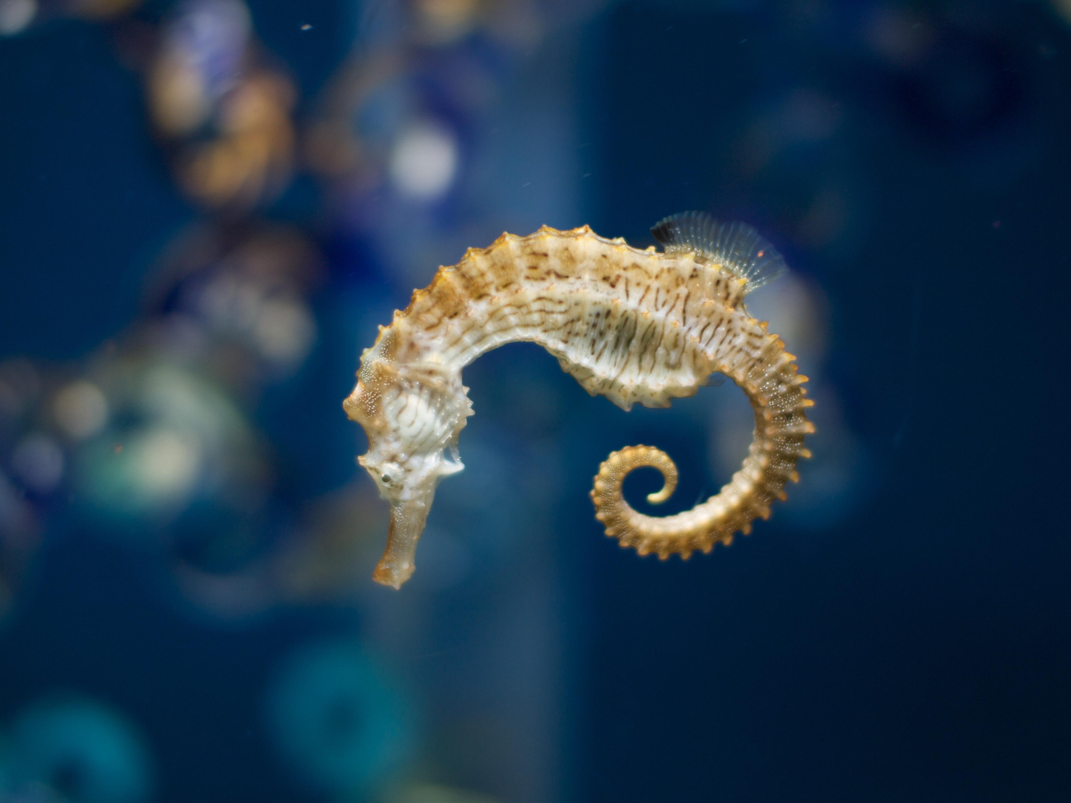 Seahorse Wallpapers - Wallpaper Cave