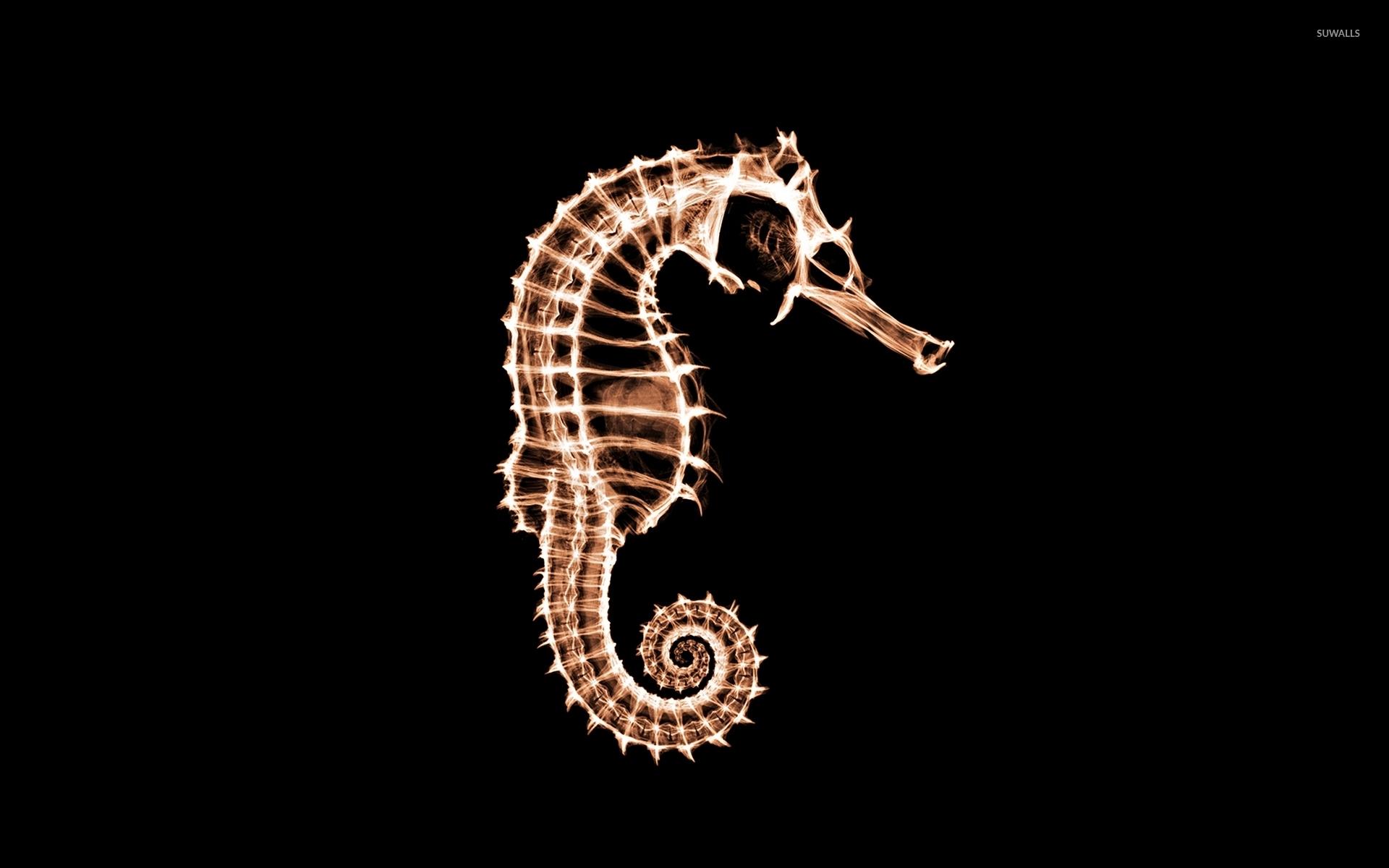 Seahorse Wallpapers - Wallpaper Cave