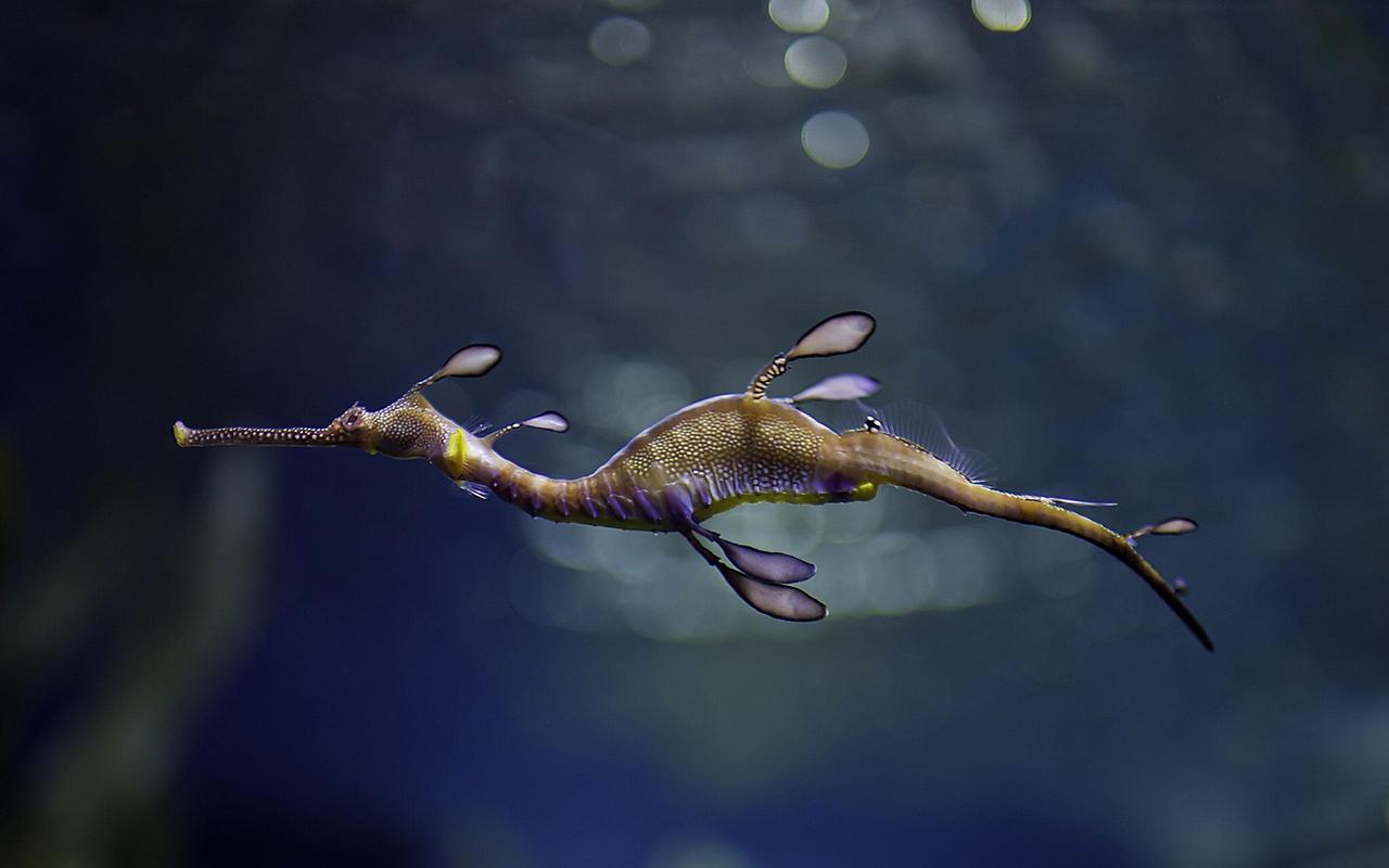 Seahorse Live Wallpaper for Android