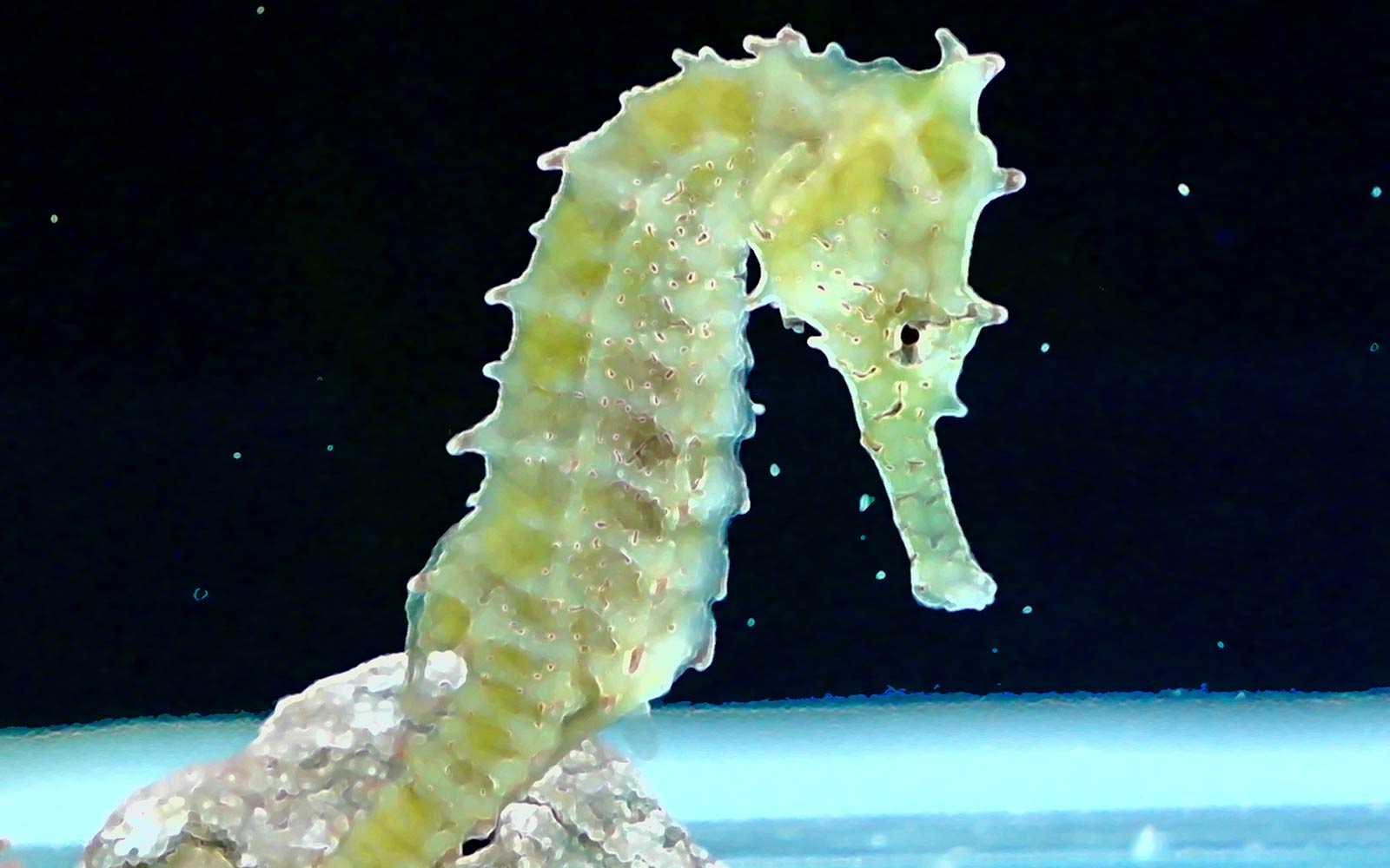 Seahorse Wallpaper