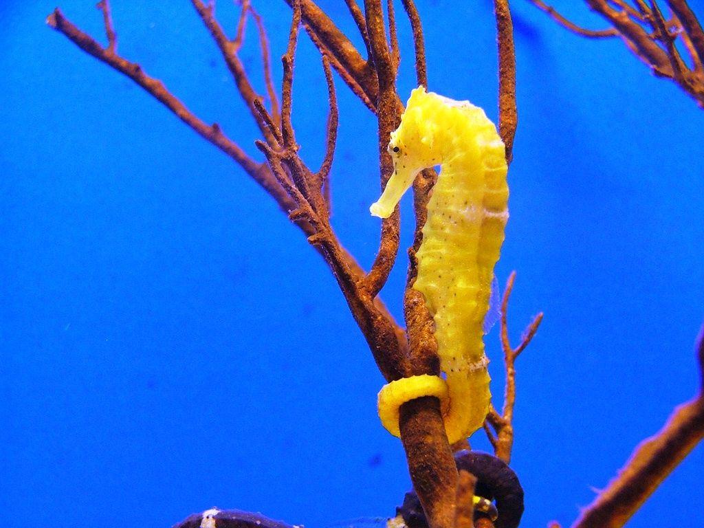 Seahorse Yellow HD picture Seahorse Nature Wallpaper. Caballito