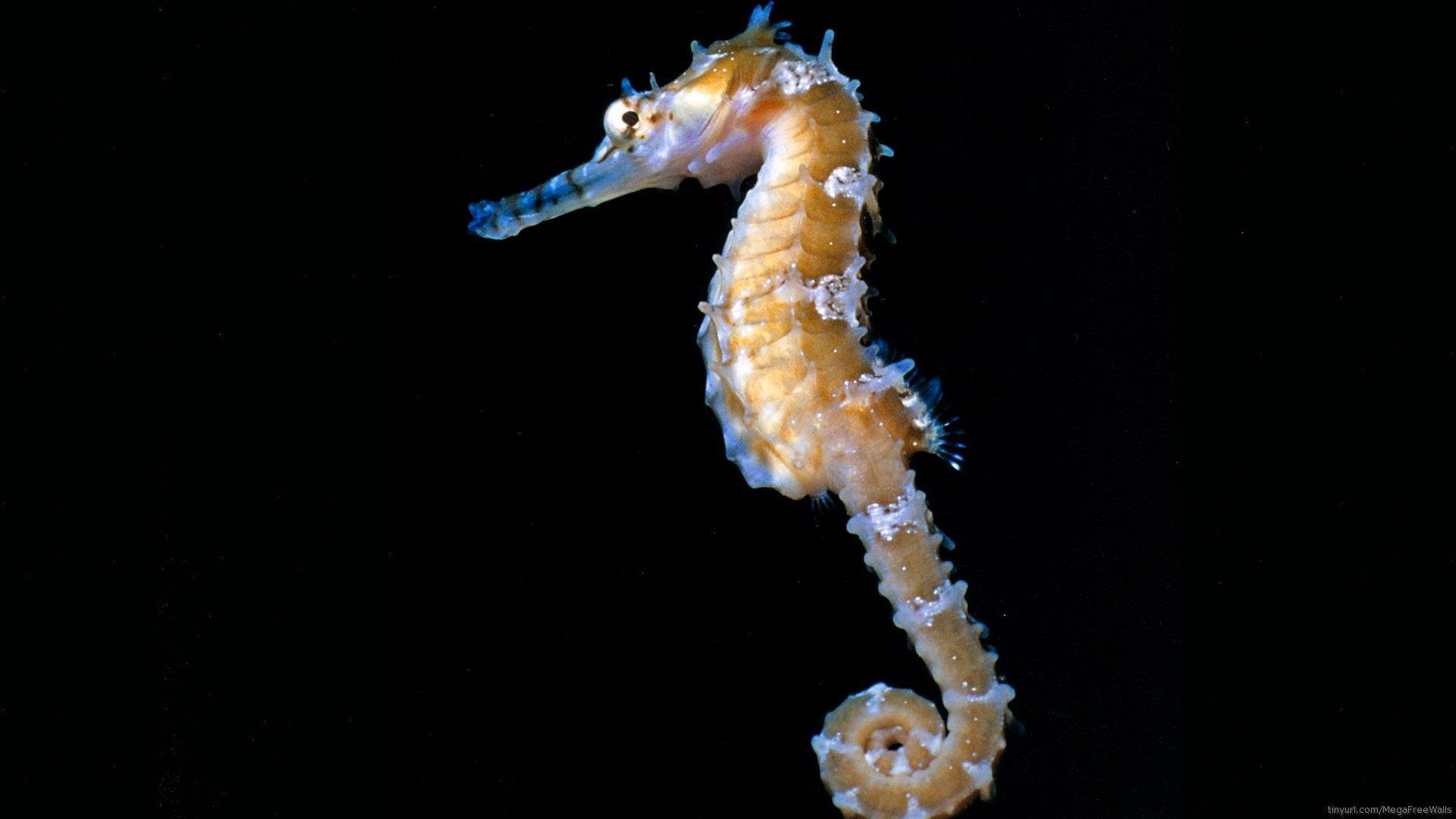 Seahorse Wallpapers - Wallpaper Cave
