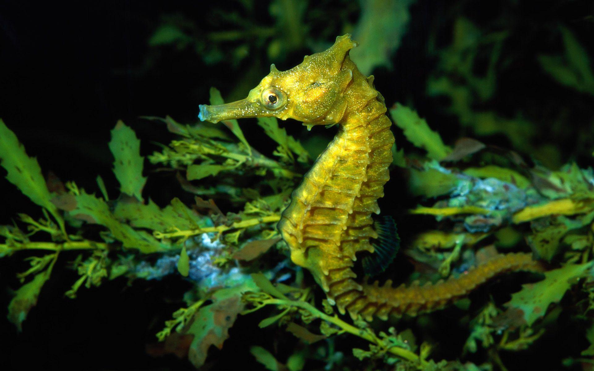 seahorse wallpaper desktop