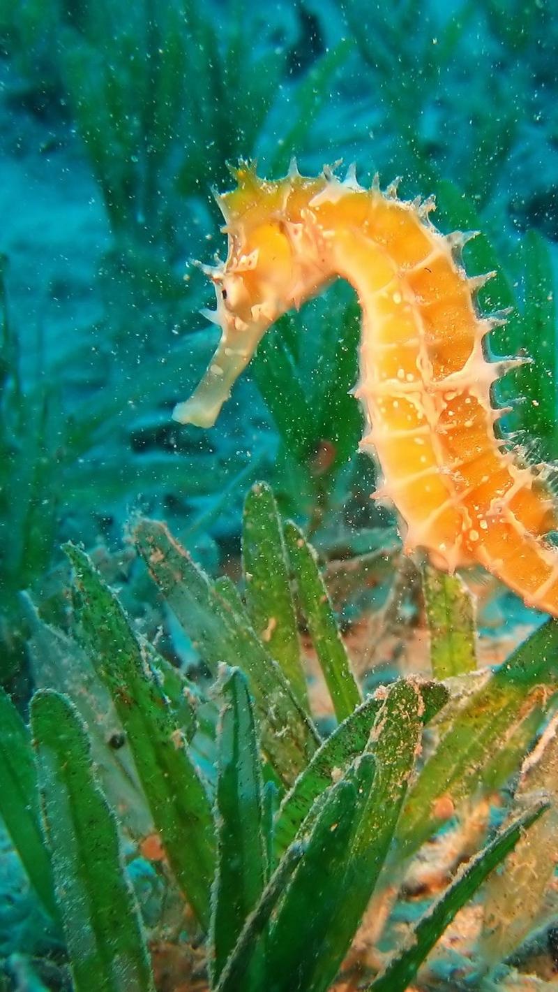 Seahorse Wallpapers - Wallpaper Cave