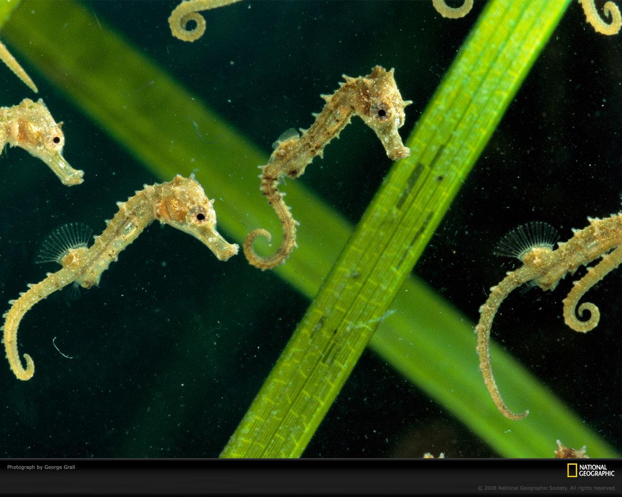Seahorse wallpaper 1280x1024 desktop background