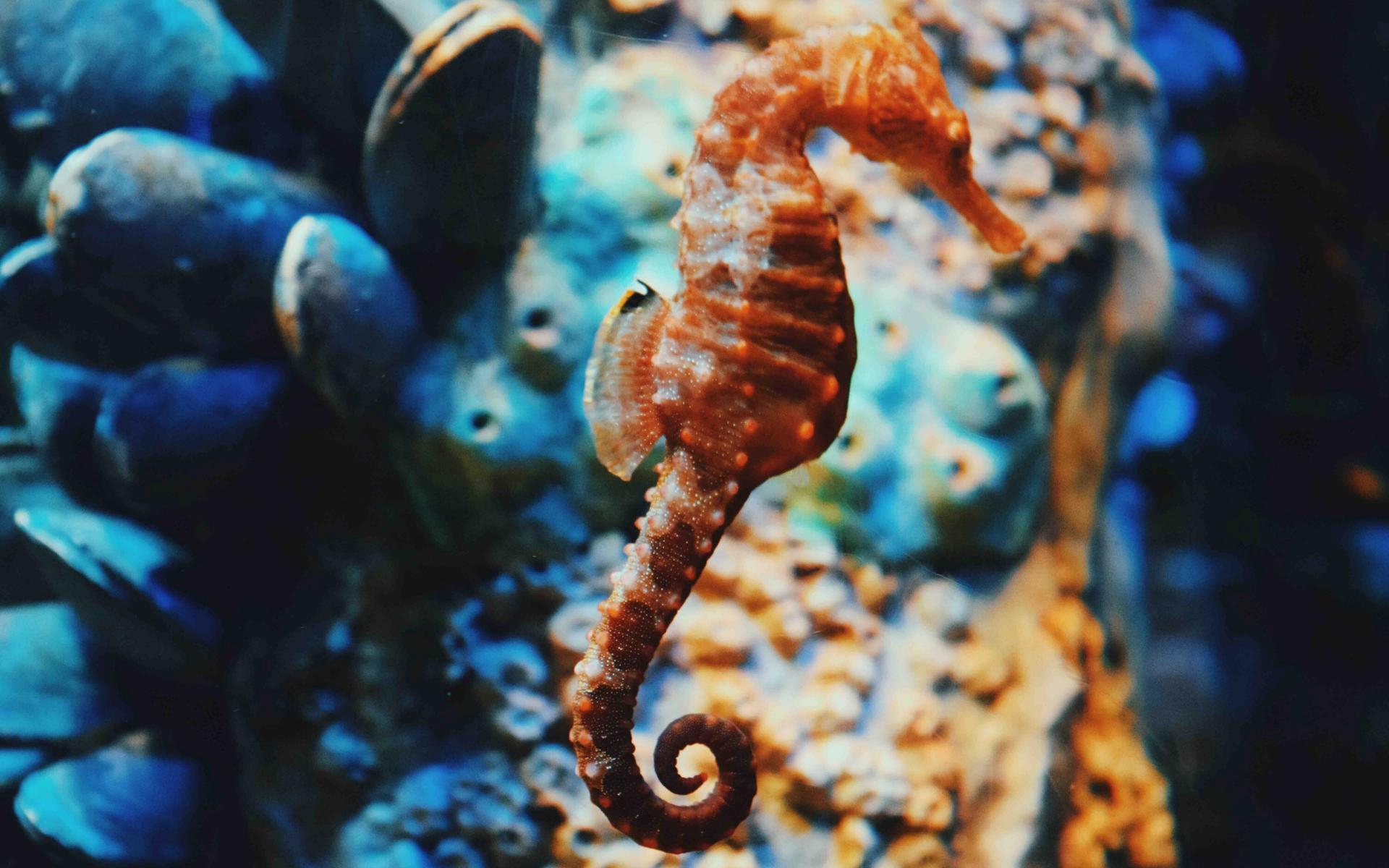 Seahorse Wallpapers - Wallpaper Cave