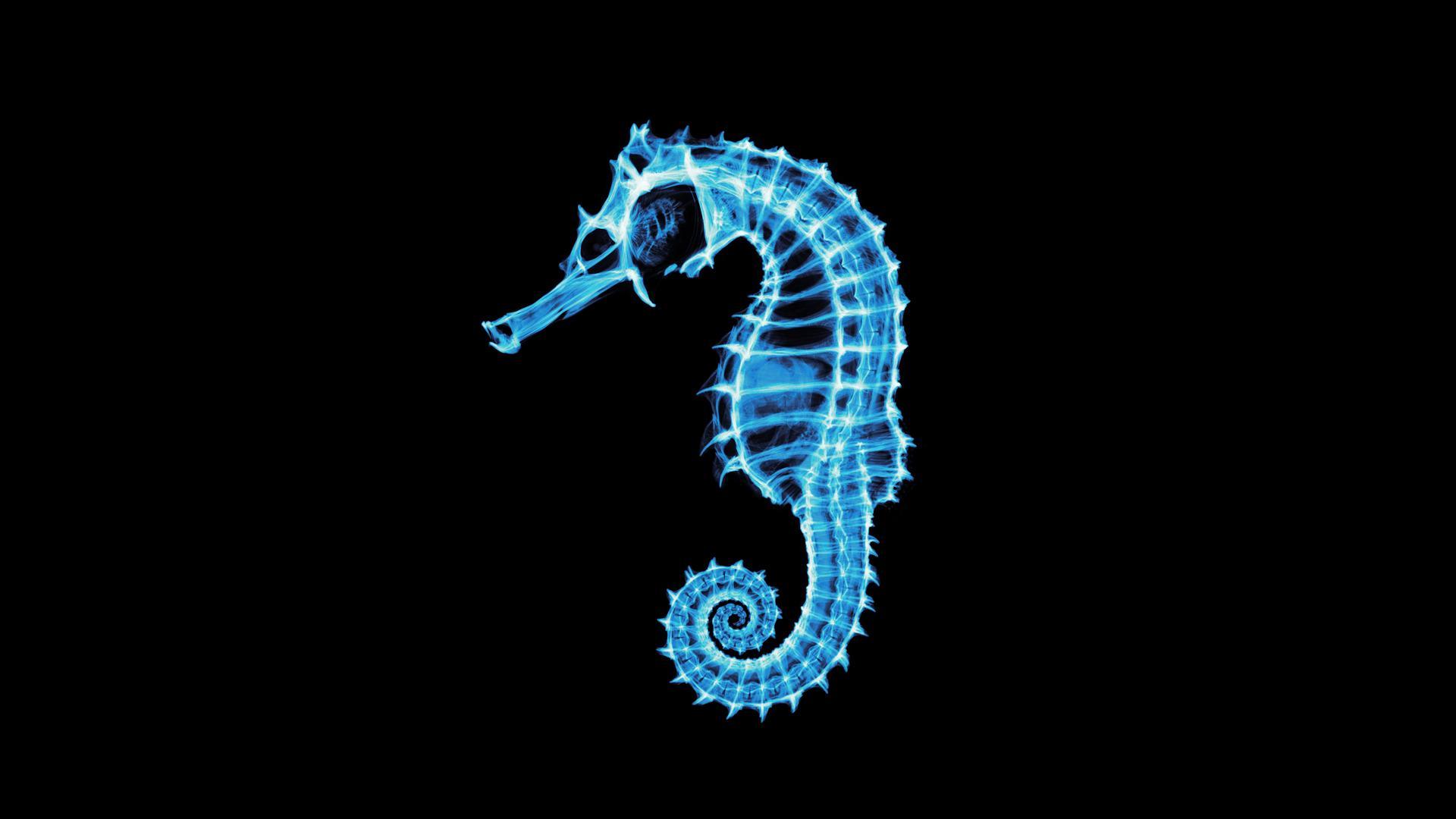 Seahorse Wallpapers - Wallpaper Cave