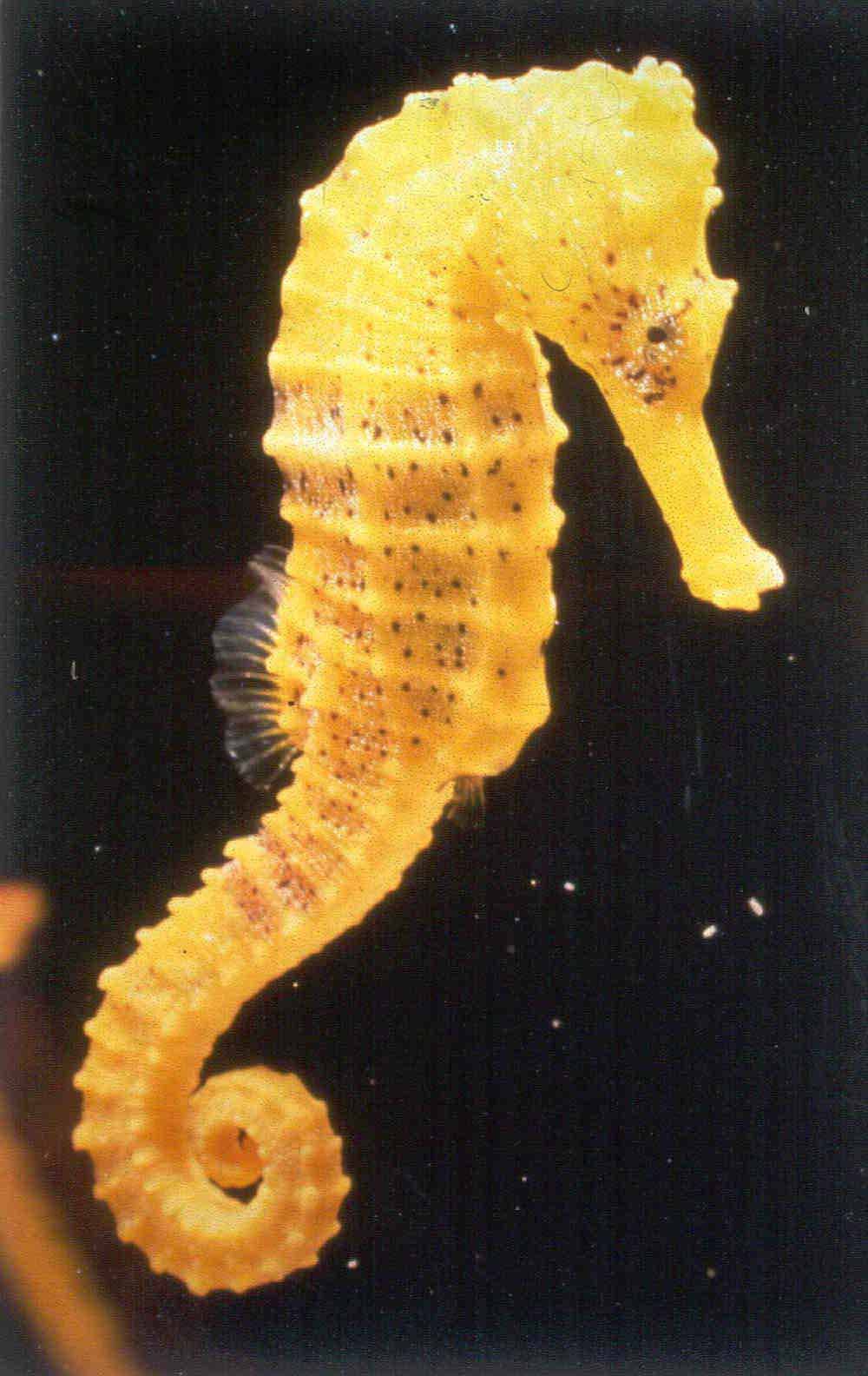 Seahorse Picture