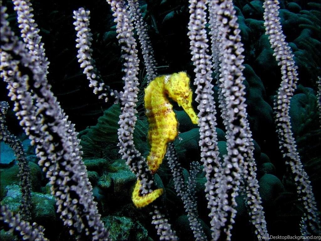 Underwater Yellow Seahorse Wallpaper HD Desktop Background