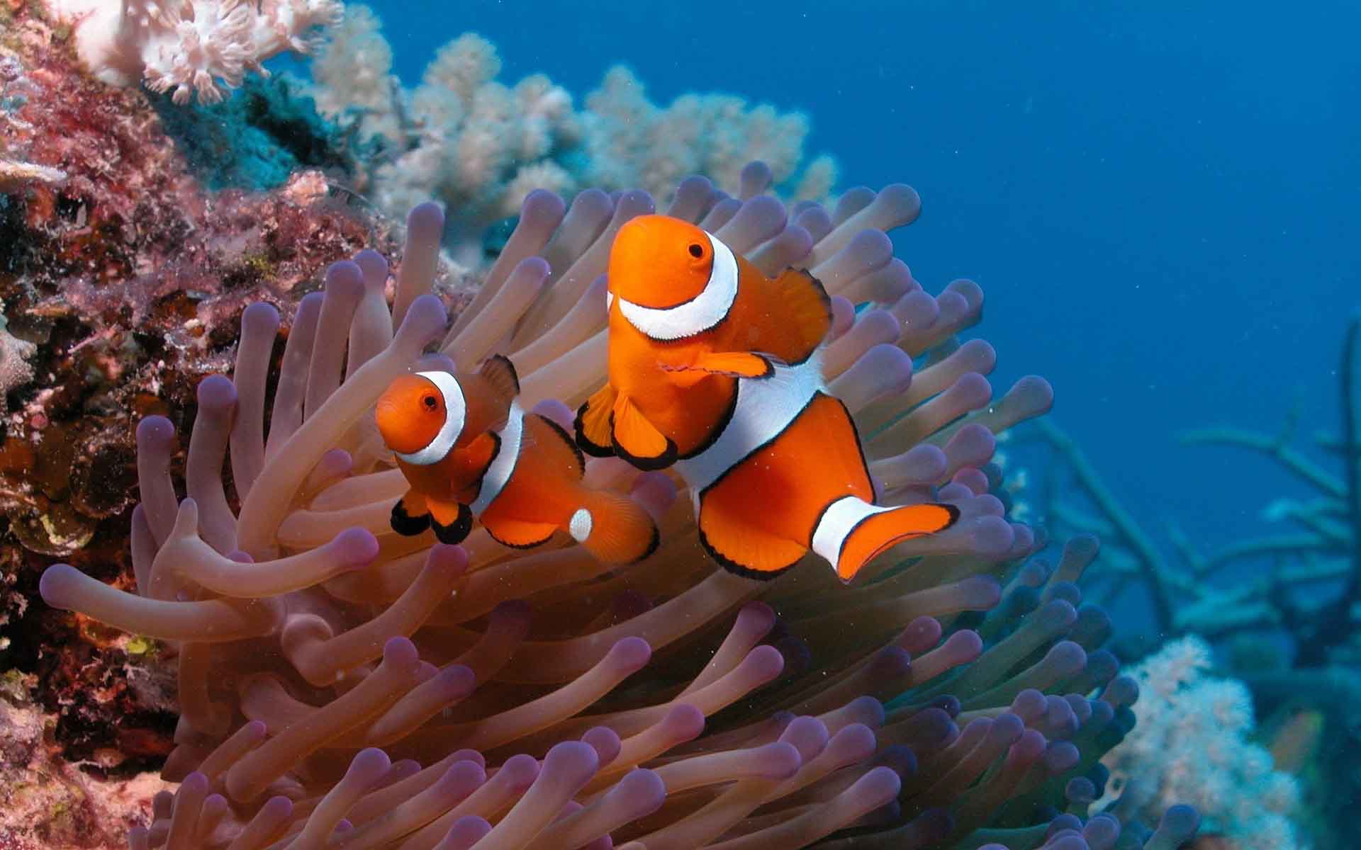 Clownfish HD Wallpaper