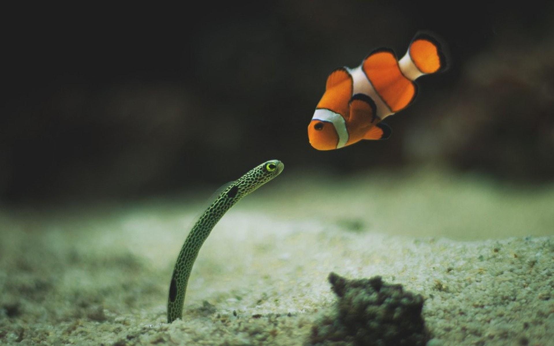 Clownfish Wallpapers - Wallpaper Cave