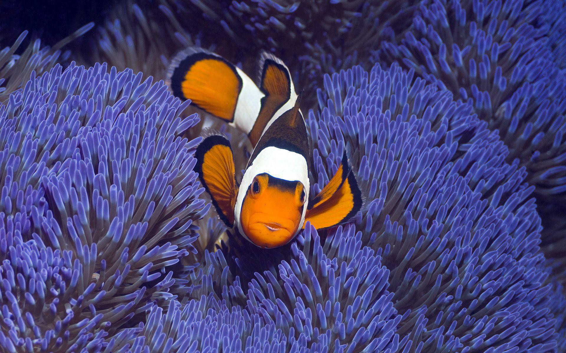 Clownfish Wallpaper Background