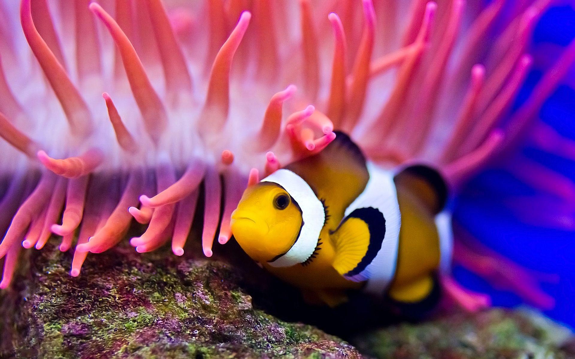 Water clown fish sea anemone. Android wallpaper for free