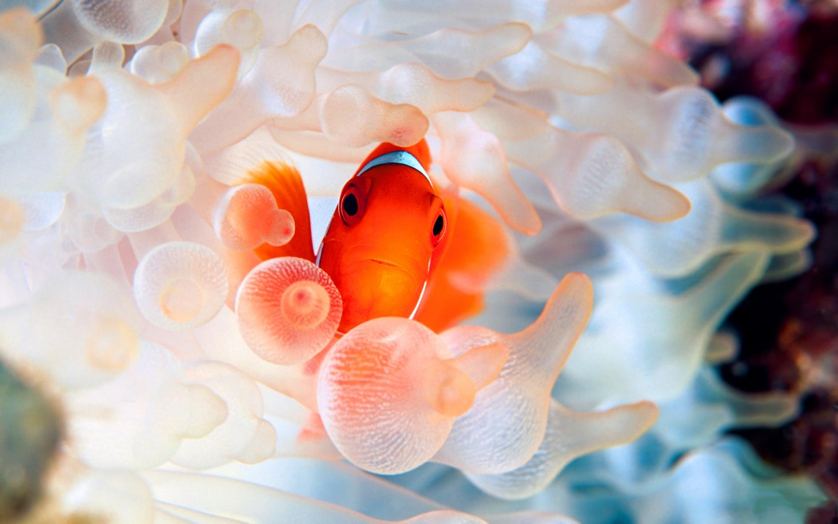 Clownfish Background HD Picture 11054