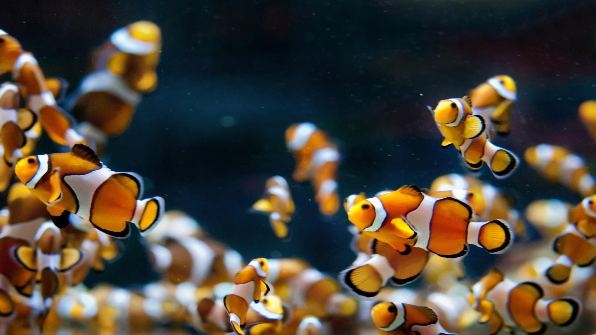macro animals clownfish fish wallpaper and background