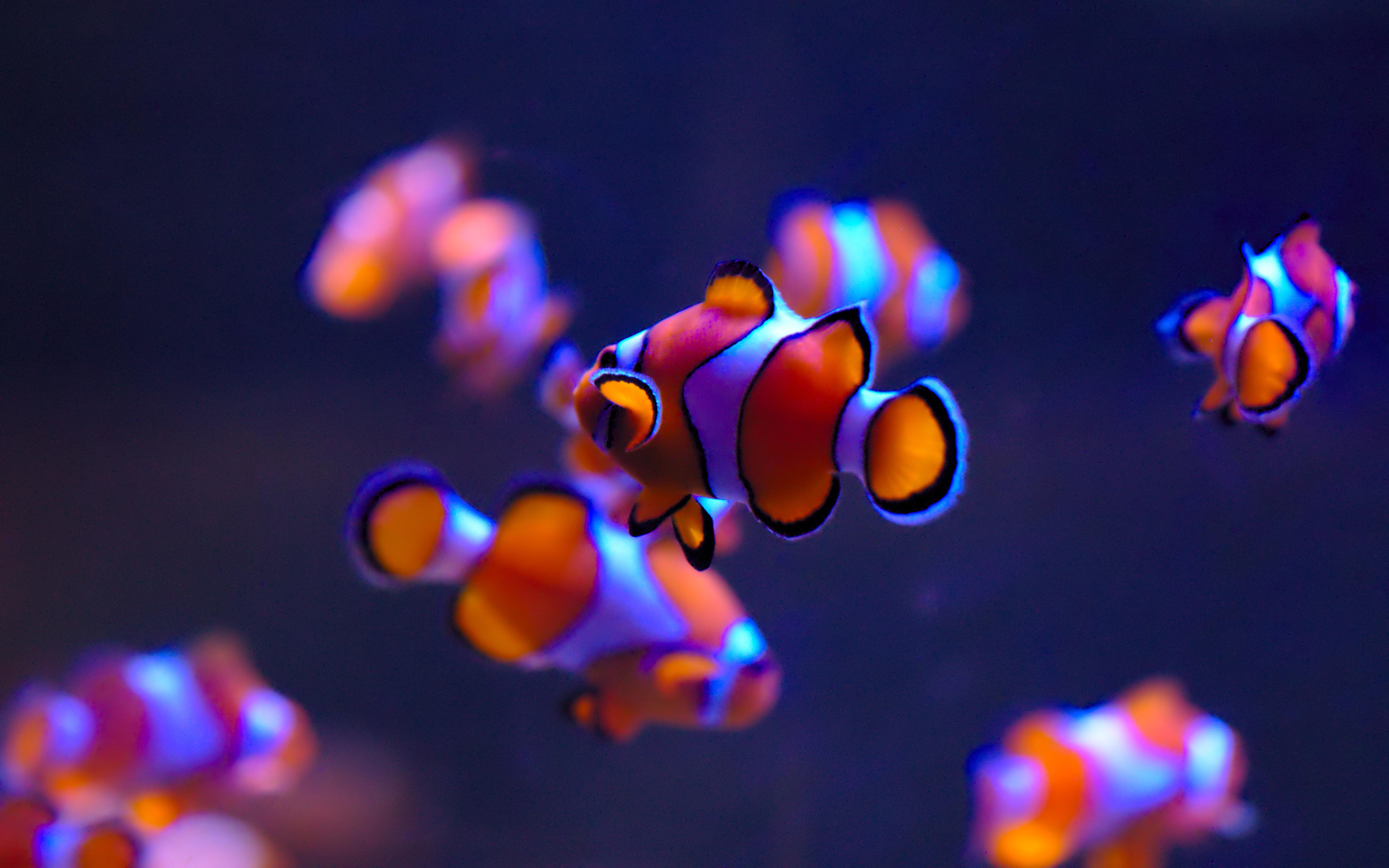 Wallpaper Clownfish, Sea Life Aquarium, Deep blue, Auckland, 4K